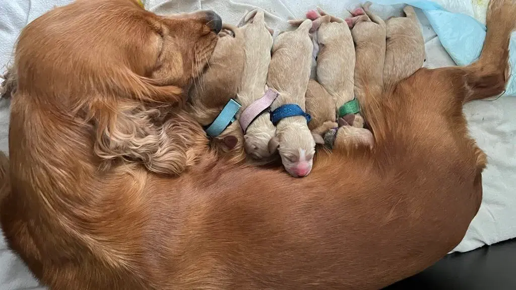 Engelsk Cocker Spaniel