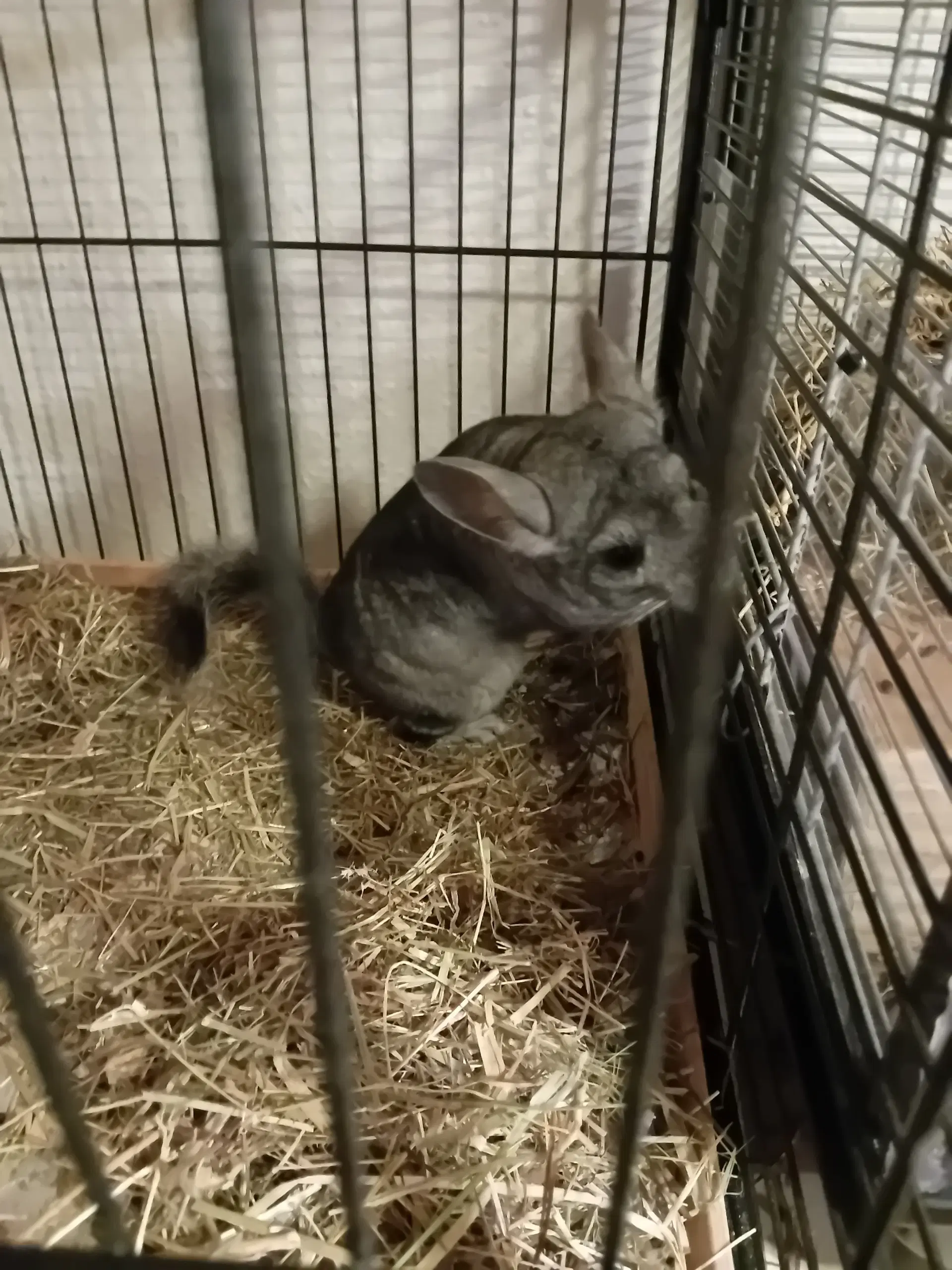 Chinchilla m bur