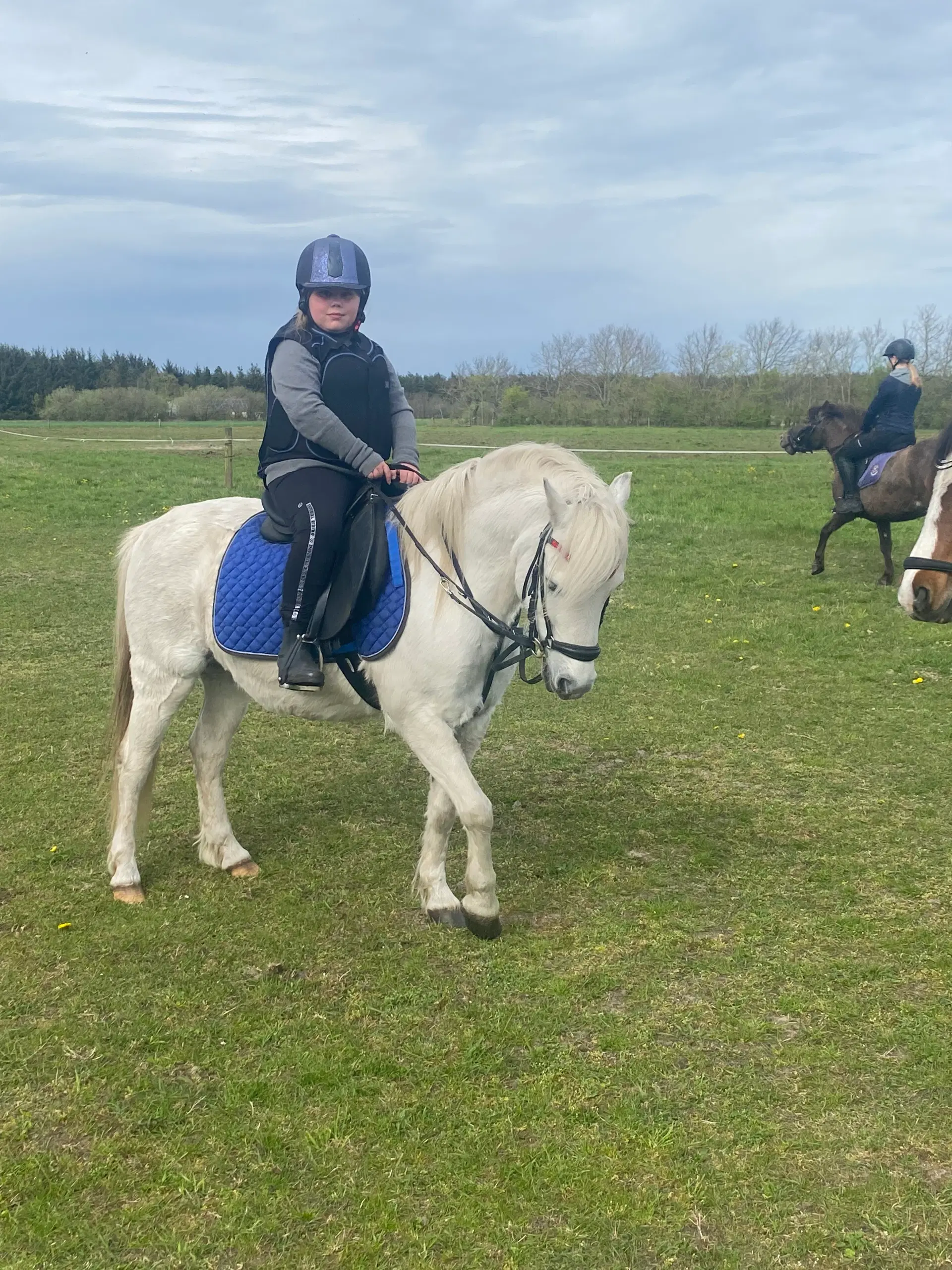 Welsh pony