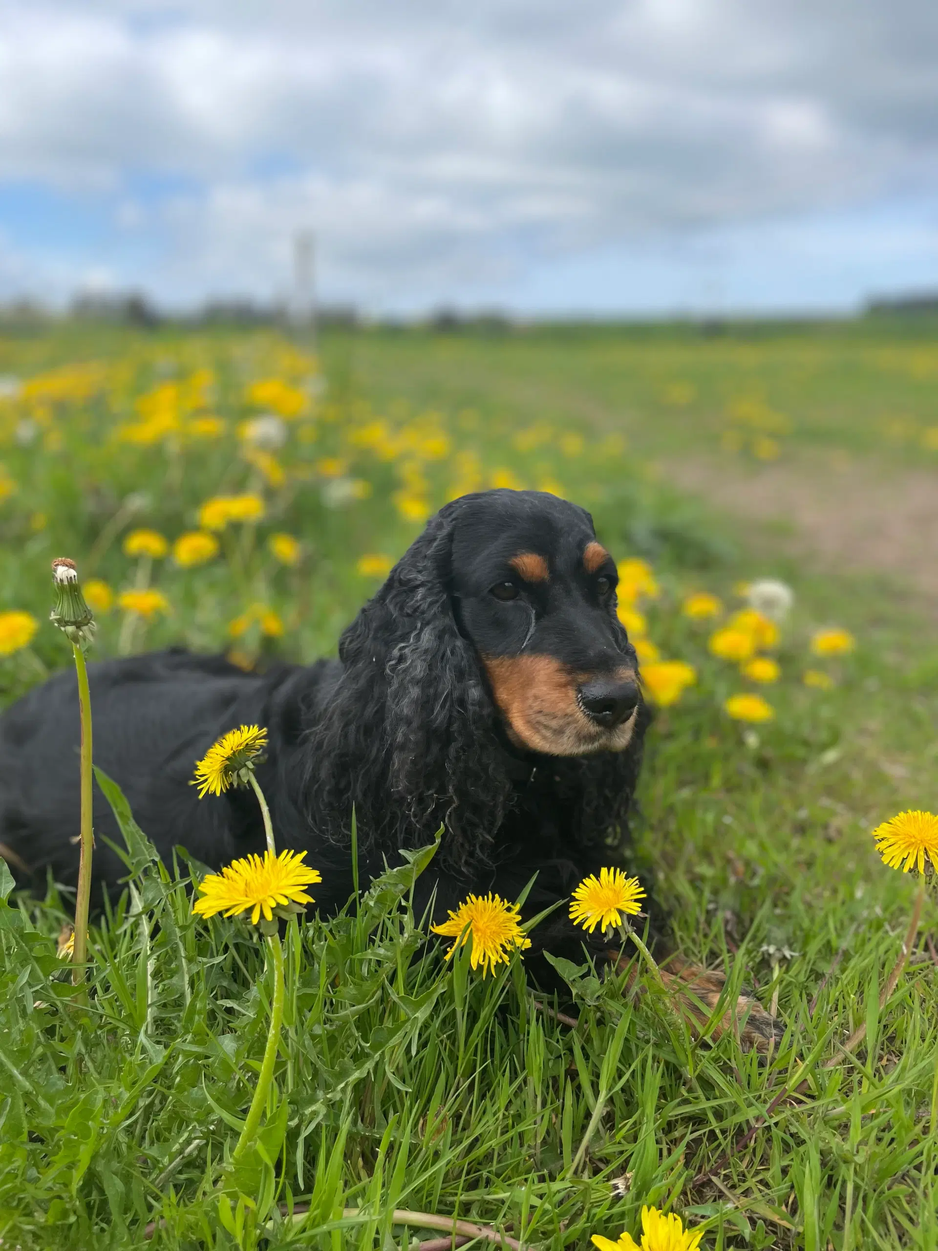 Engelsk cocker spaniel hvalpe