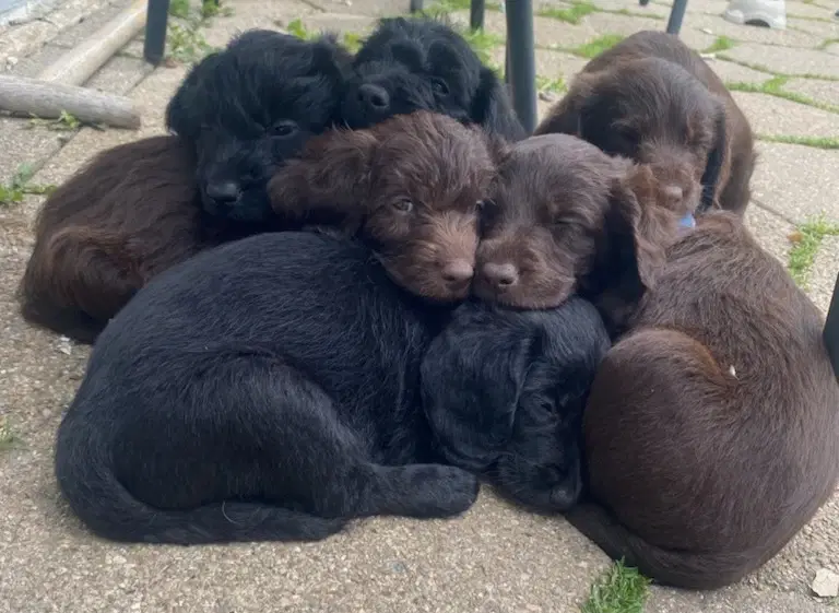 Labradoodle hvalpe