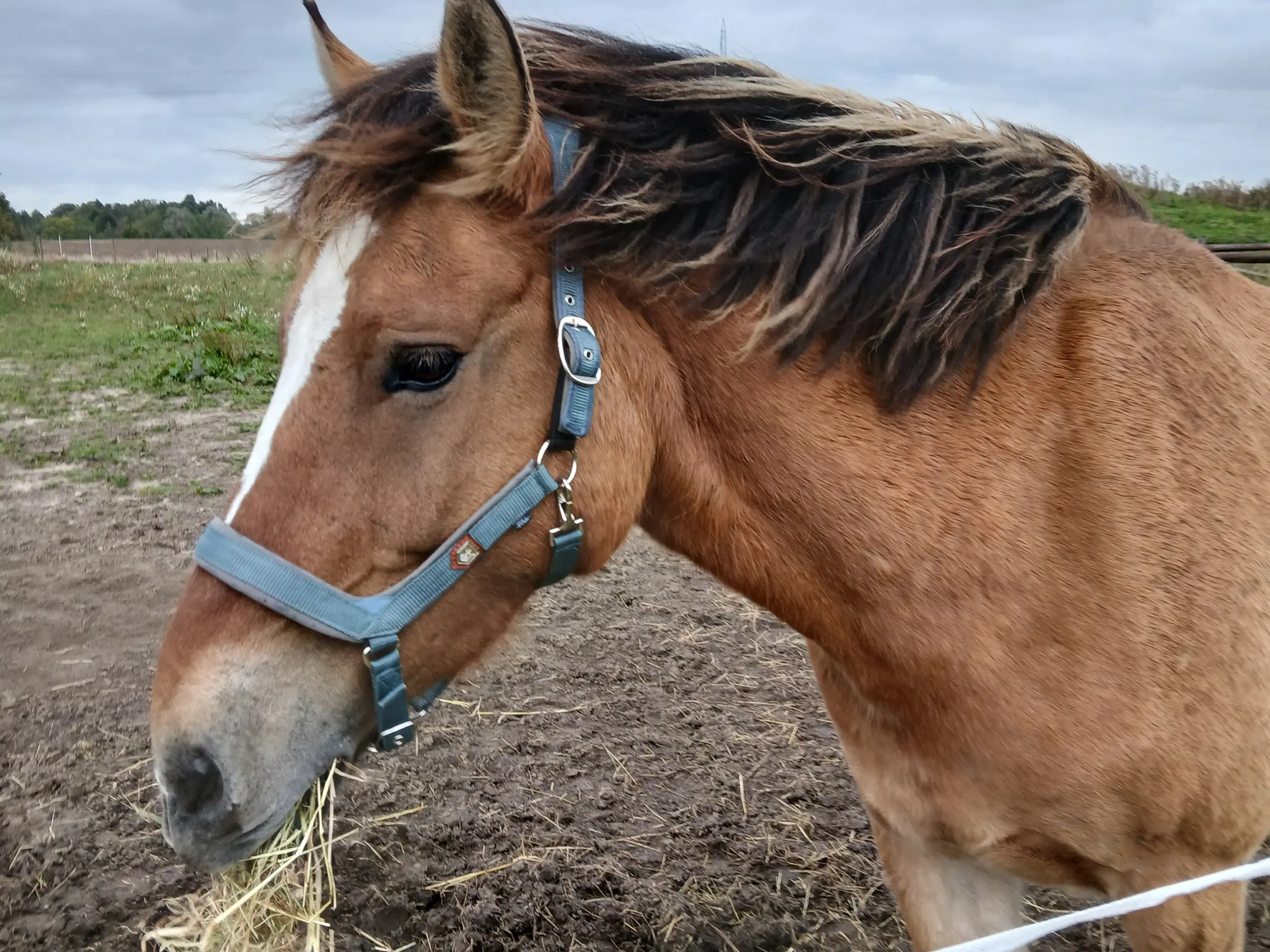 Fjordhest/tinker vallak på 6,5 år