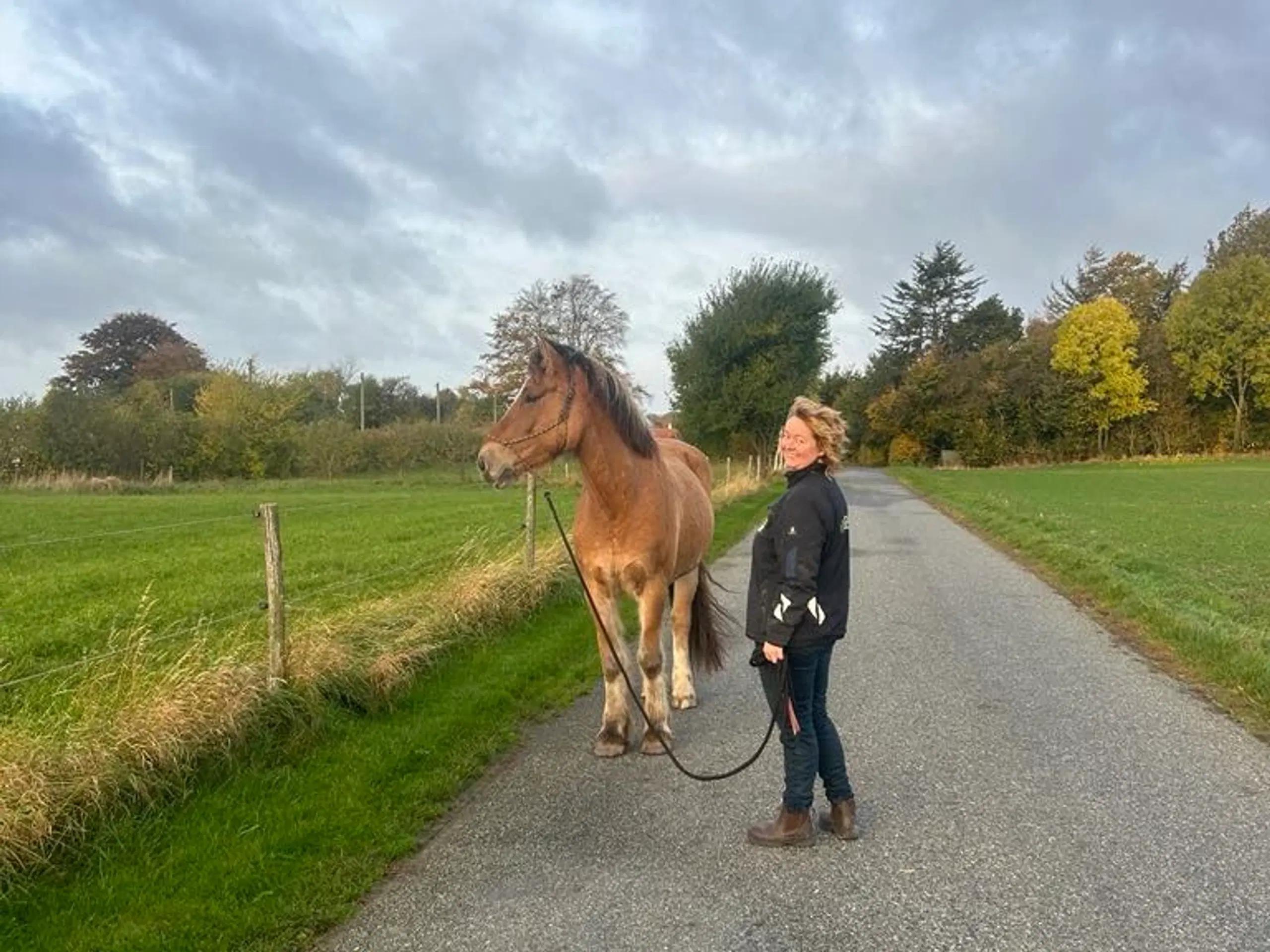 Fjordhest/tinker vallak på 6,5 år