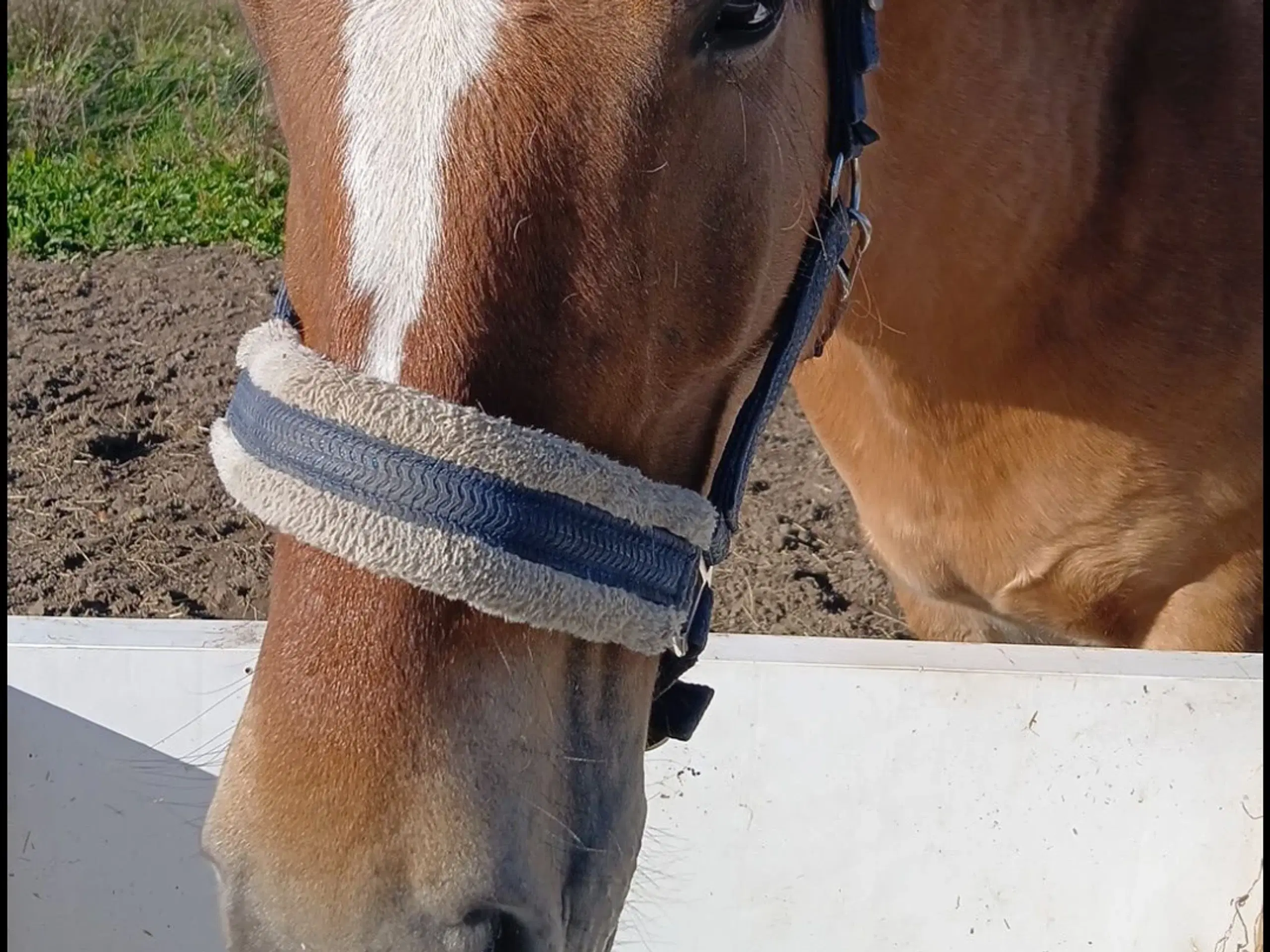 Fjordhest/tinker vallak på 6,5 år