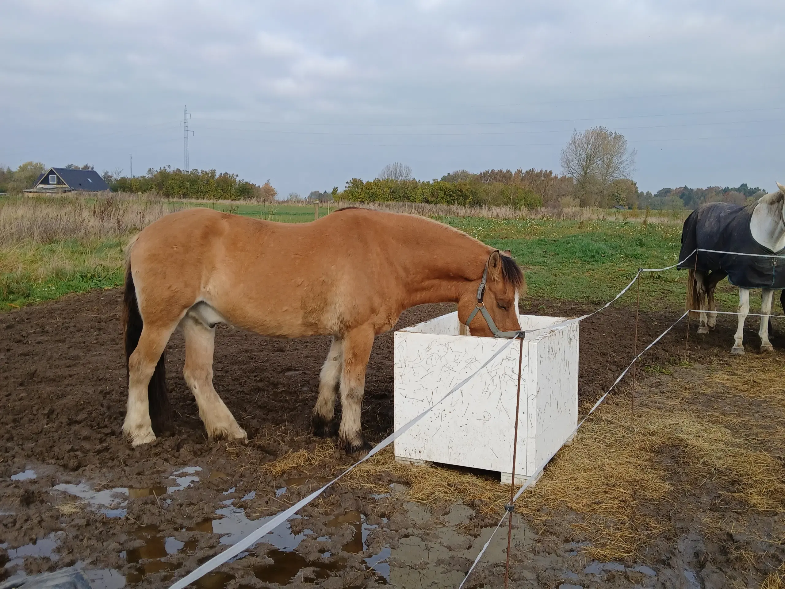 Fjordhest/tinker vallak på 6,5 år