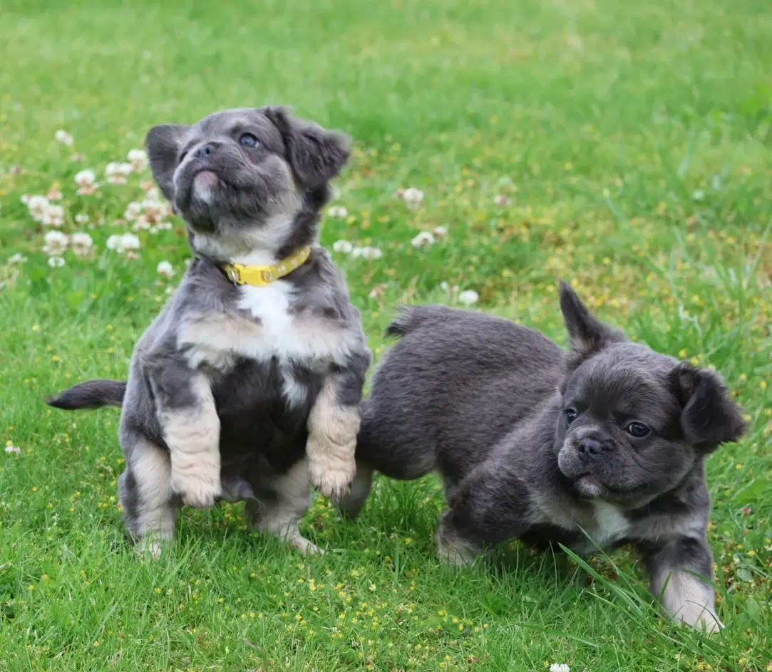 Fransk bulldog hvalpe også fluffy 8 uger 🐾