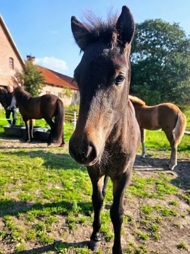 Avl - Stævne eller Luksus ridehest <3