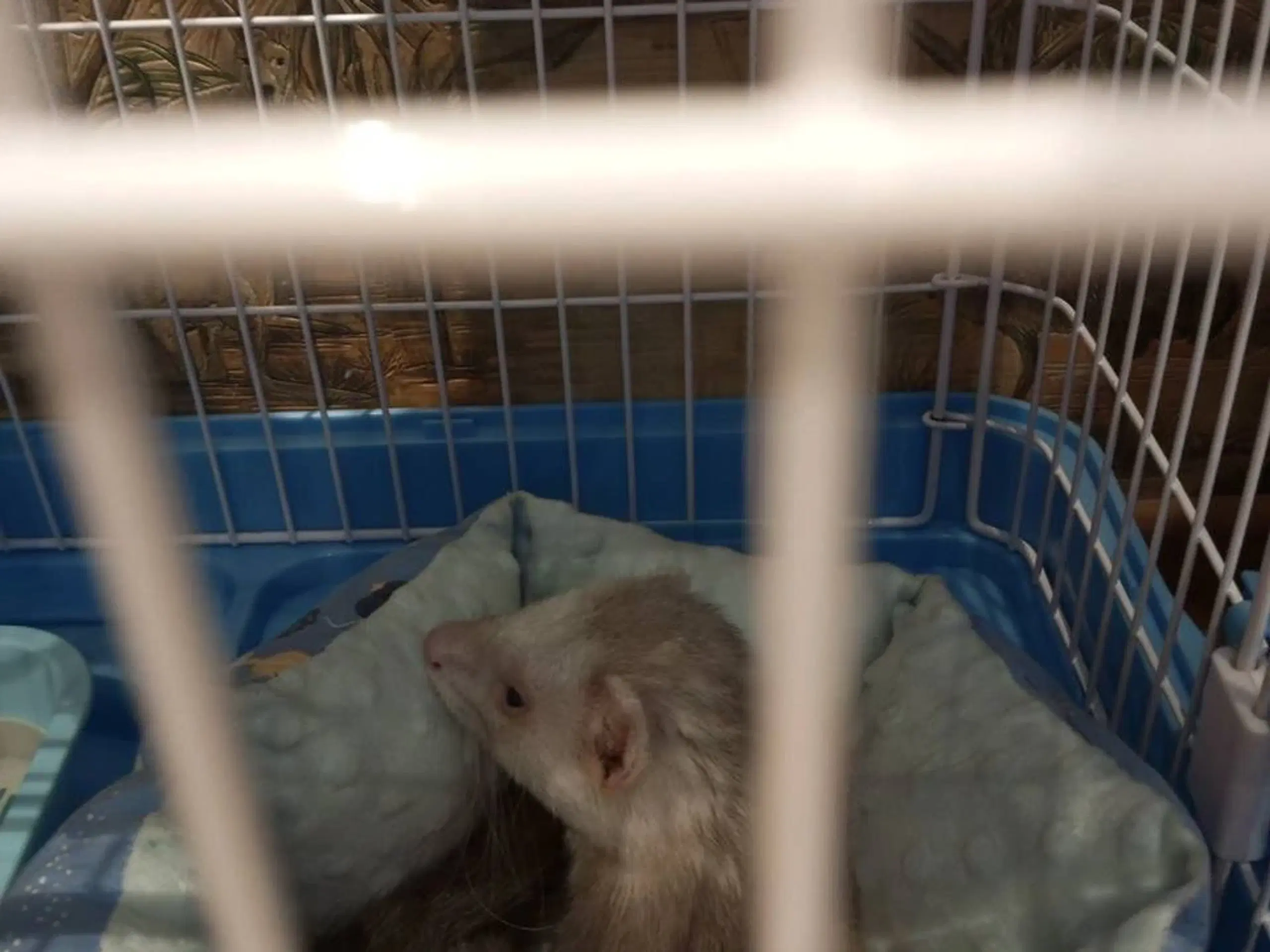 Ferrets available for sale