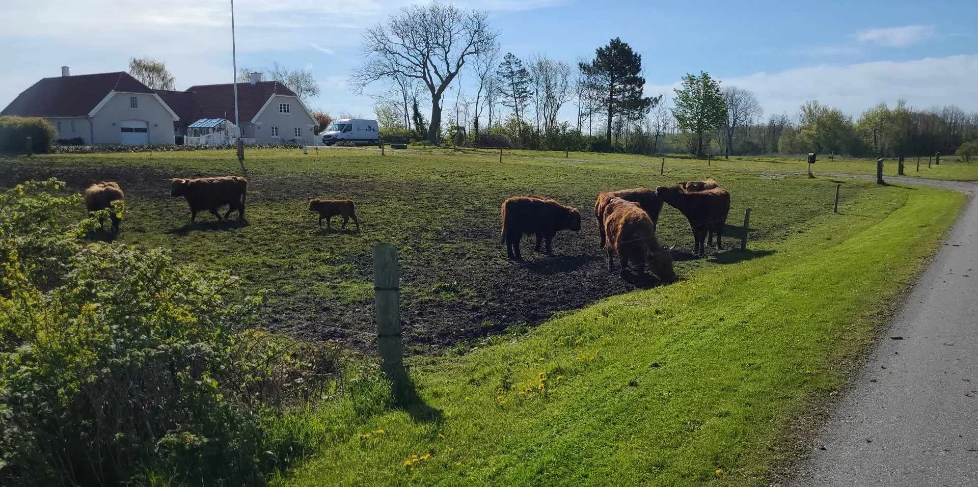 Skotsk Højland kvæg