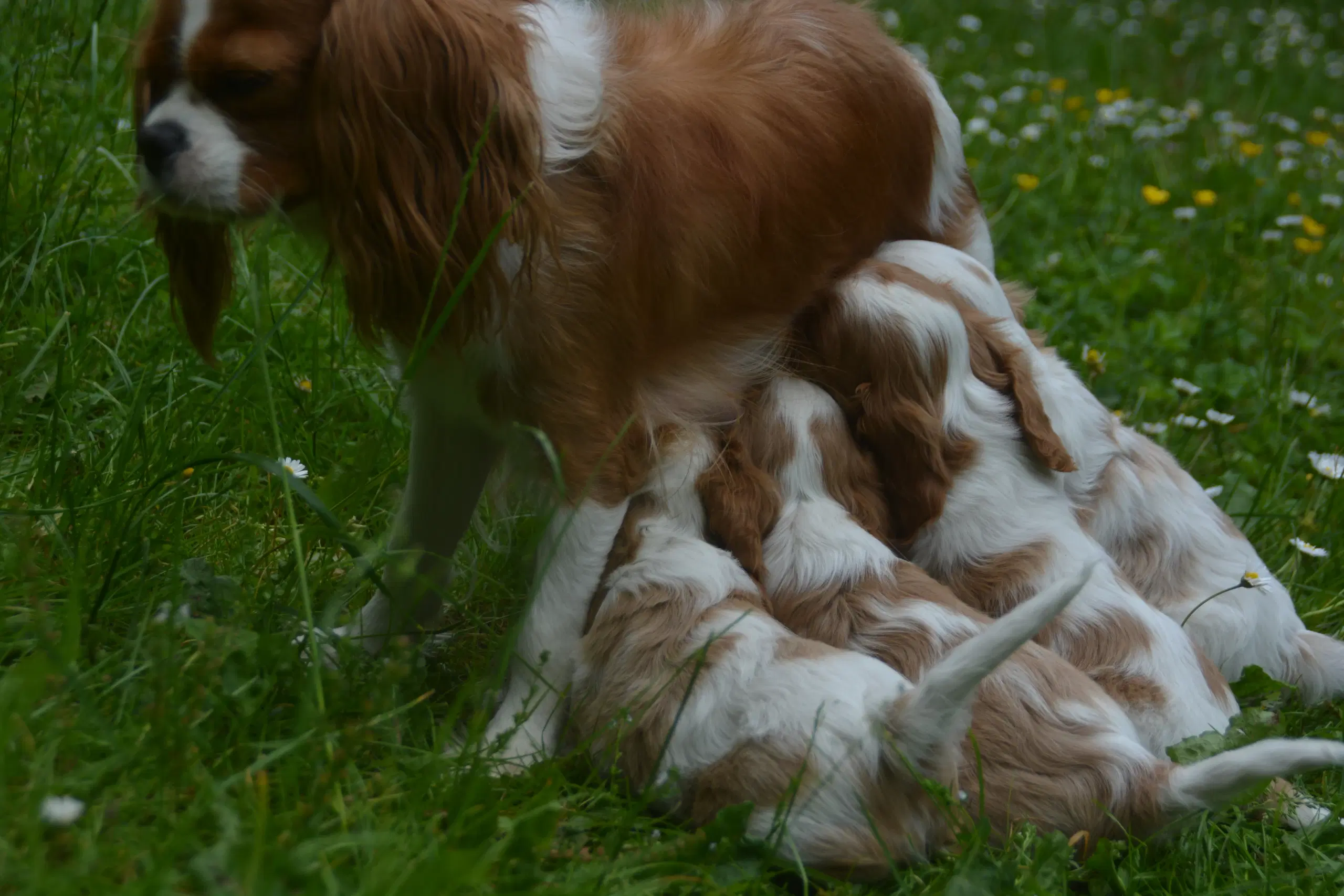 Cavalier King Charles Spaniel