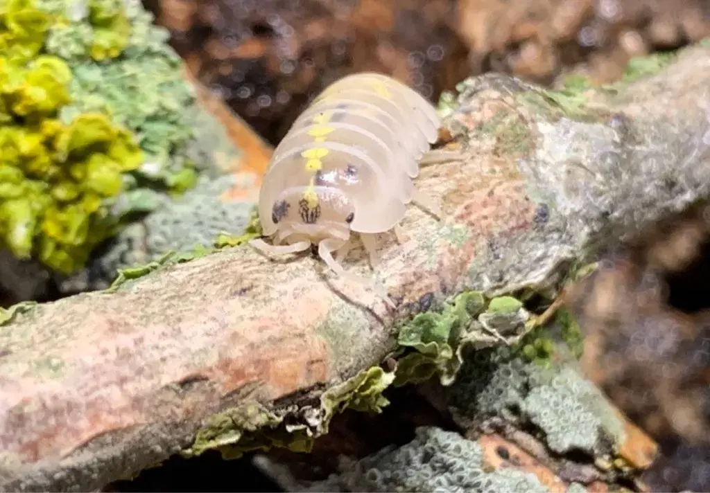 Armadillidium Magic Potion