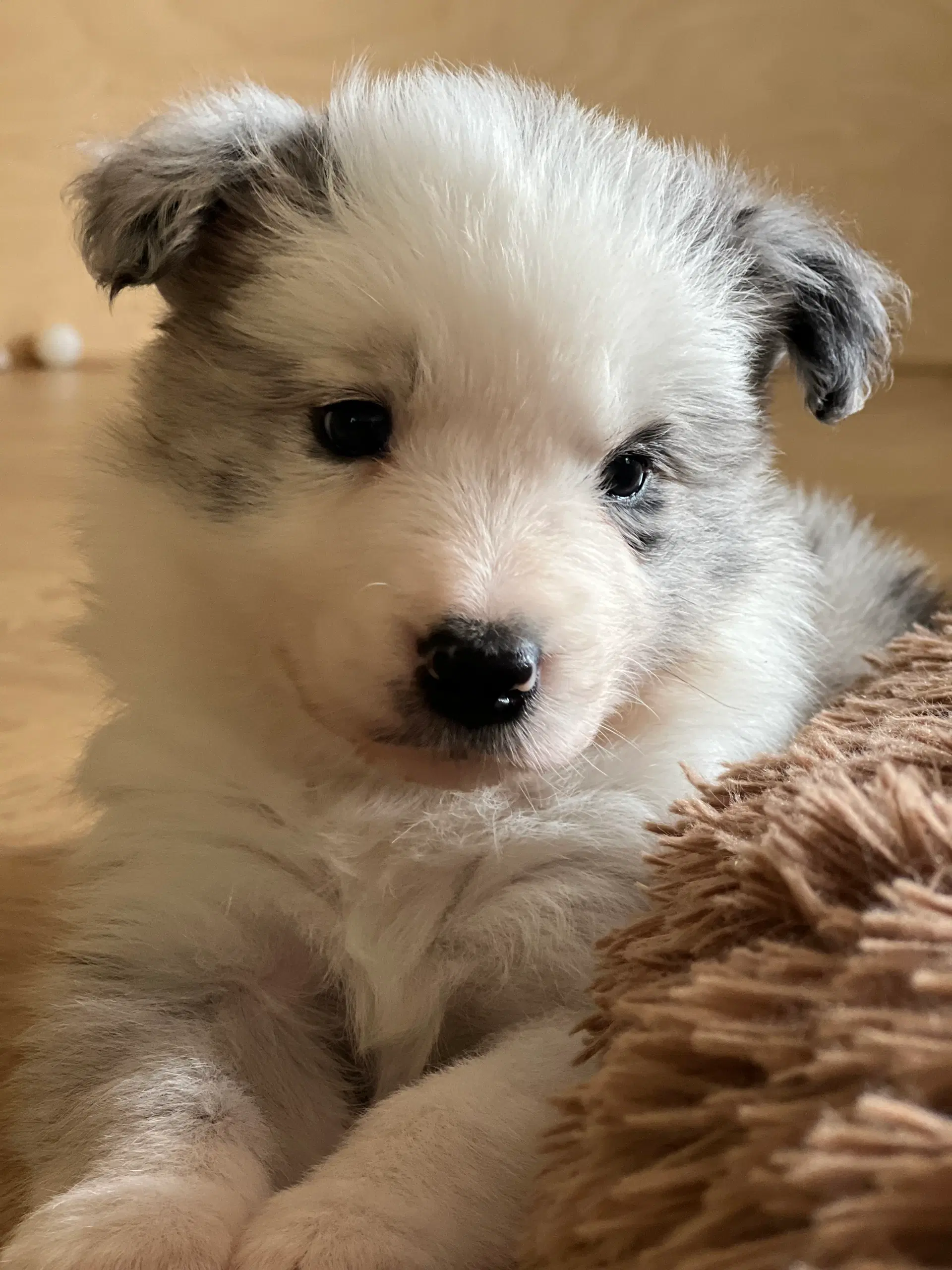 Border collie hvalpe velegnet som familiehund