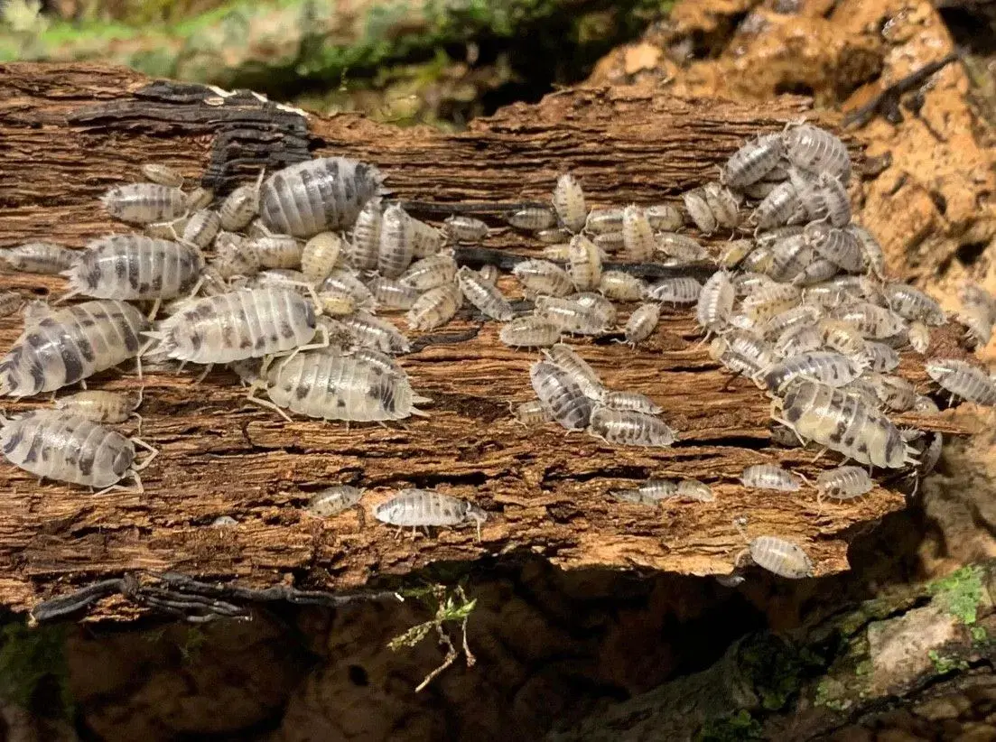 Porcellio Laevis Dairy Cow sælges