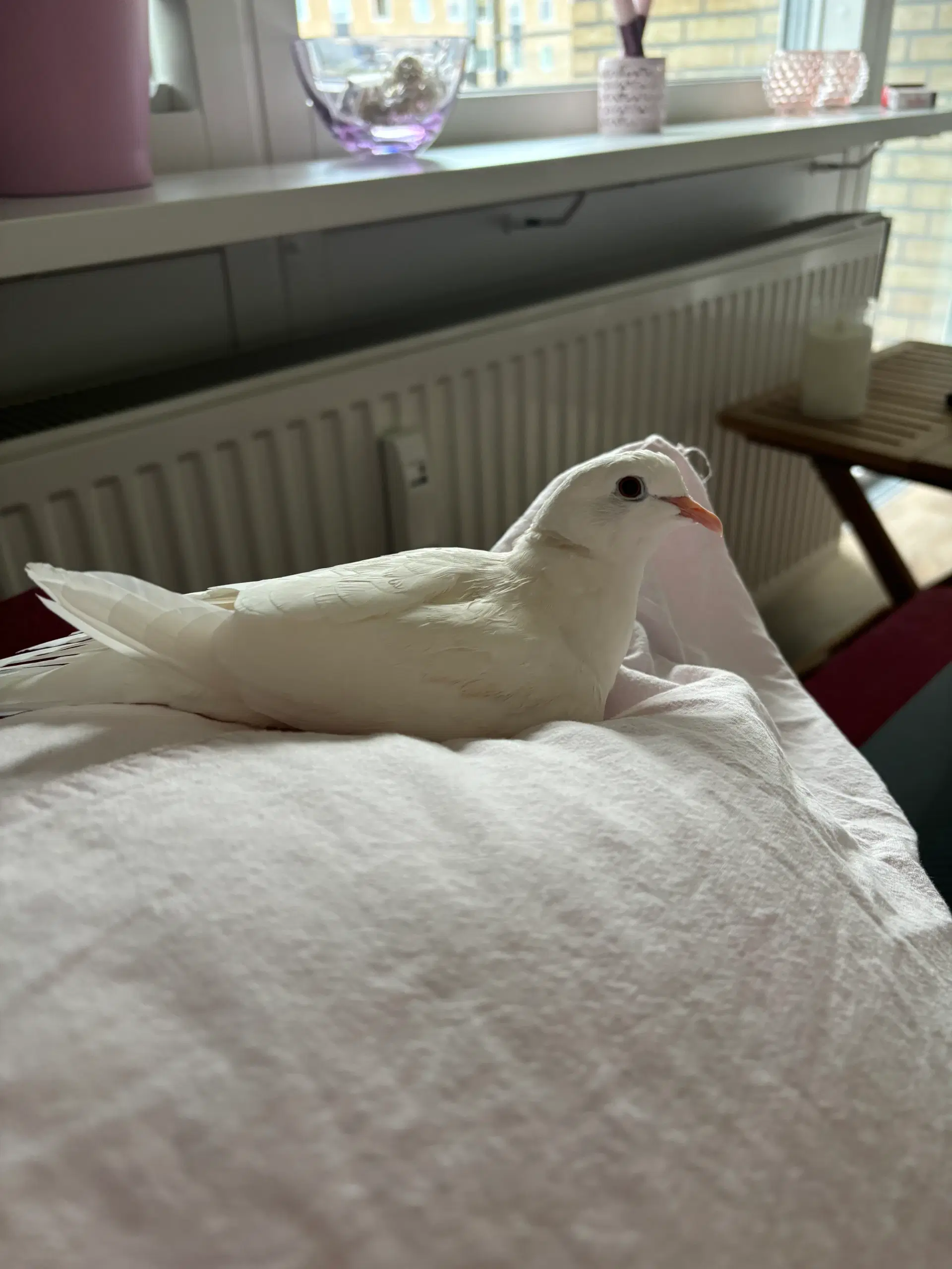 Ringnecked doves (Trylleduer)