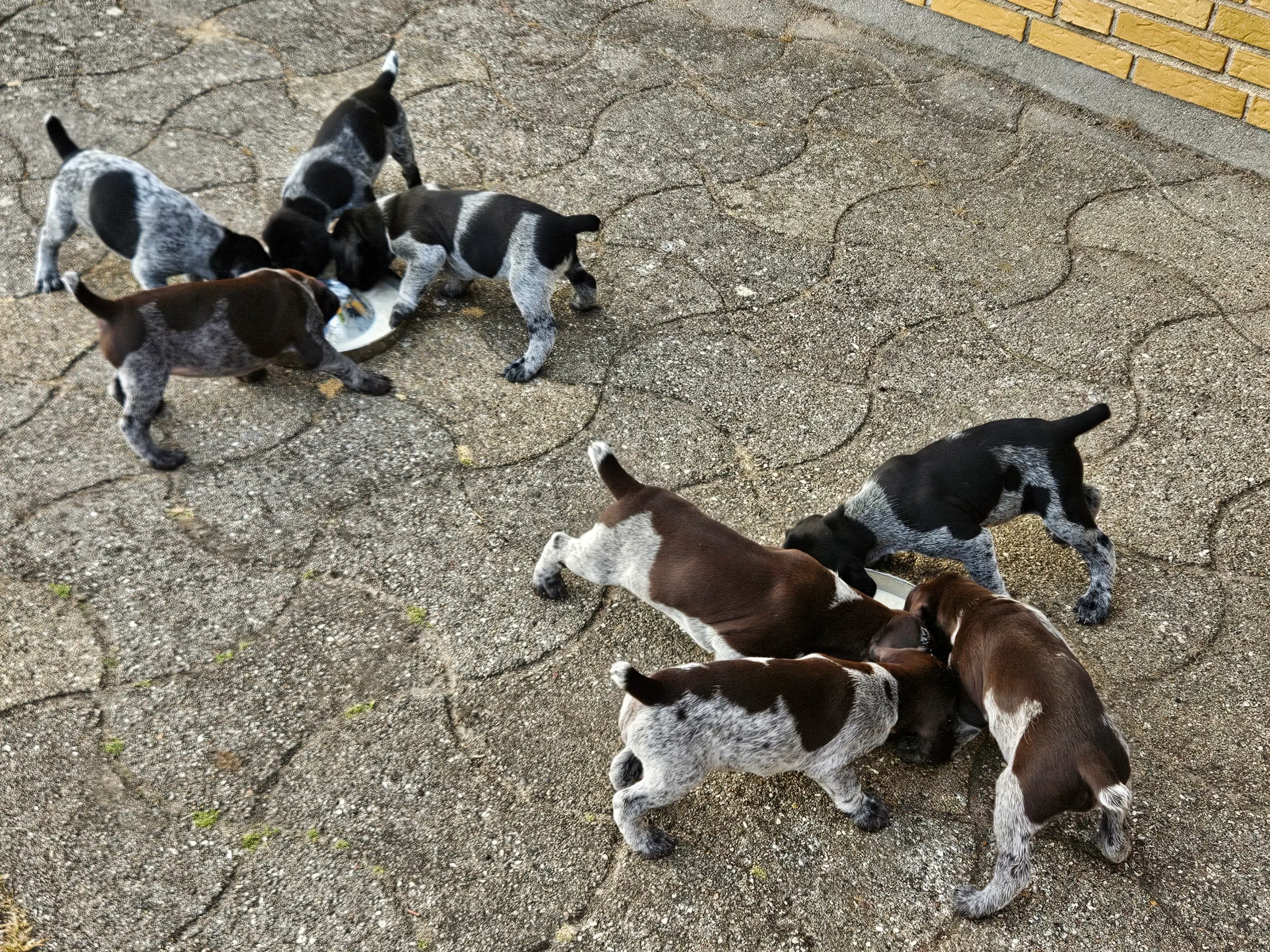 Tysk Hønsehund hvalpe