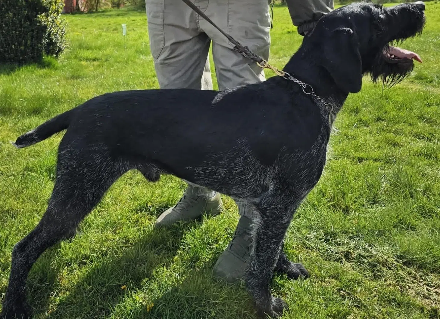 Tysk Hønsehund hvalpe