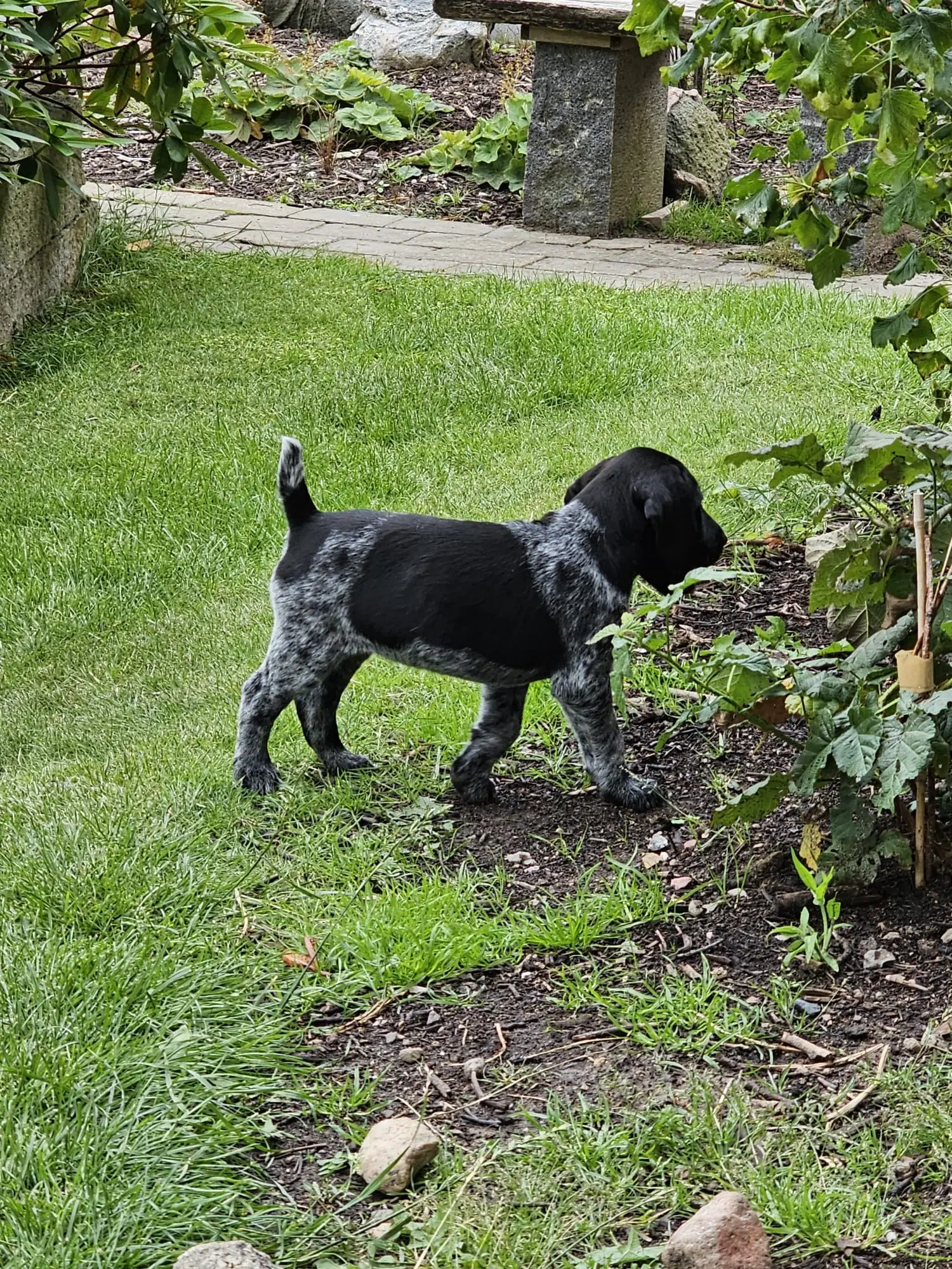 Tysk Hønsehund hvalpe