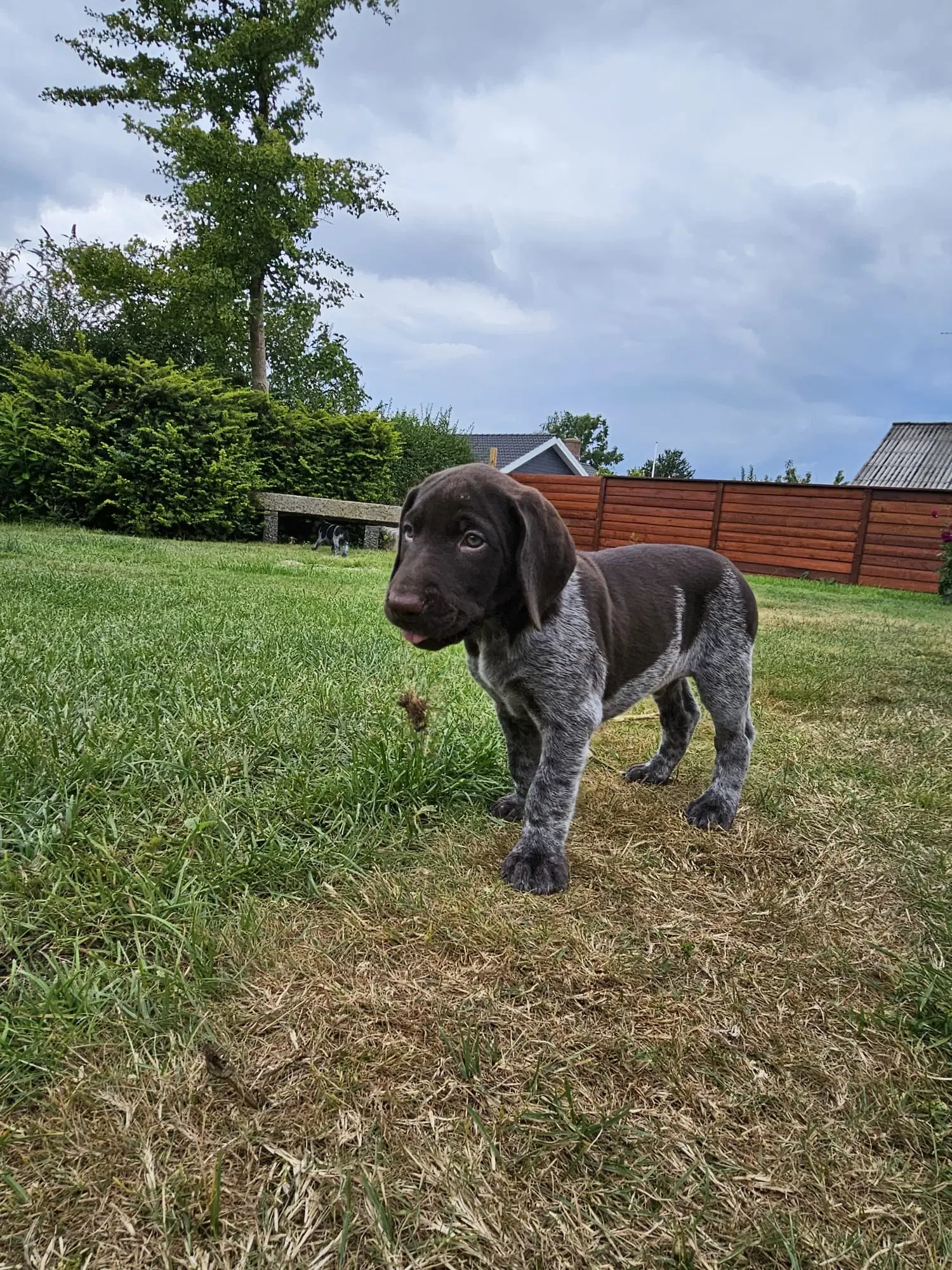 Tysk Hønsehund hvalpe