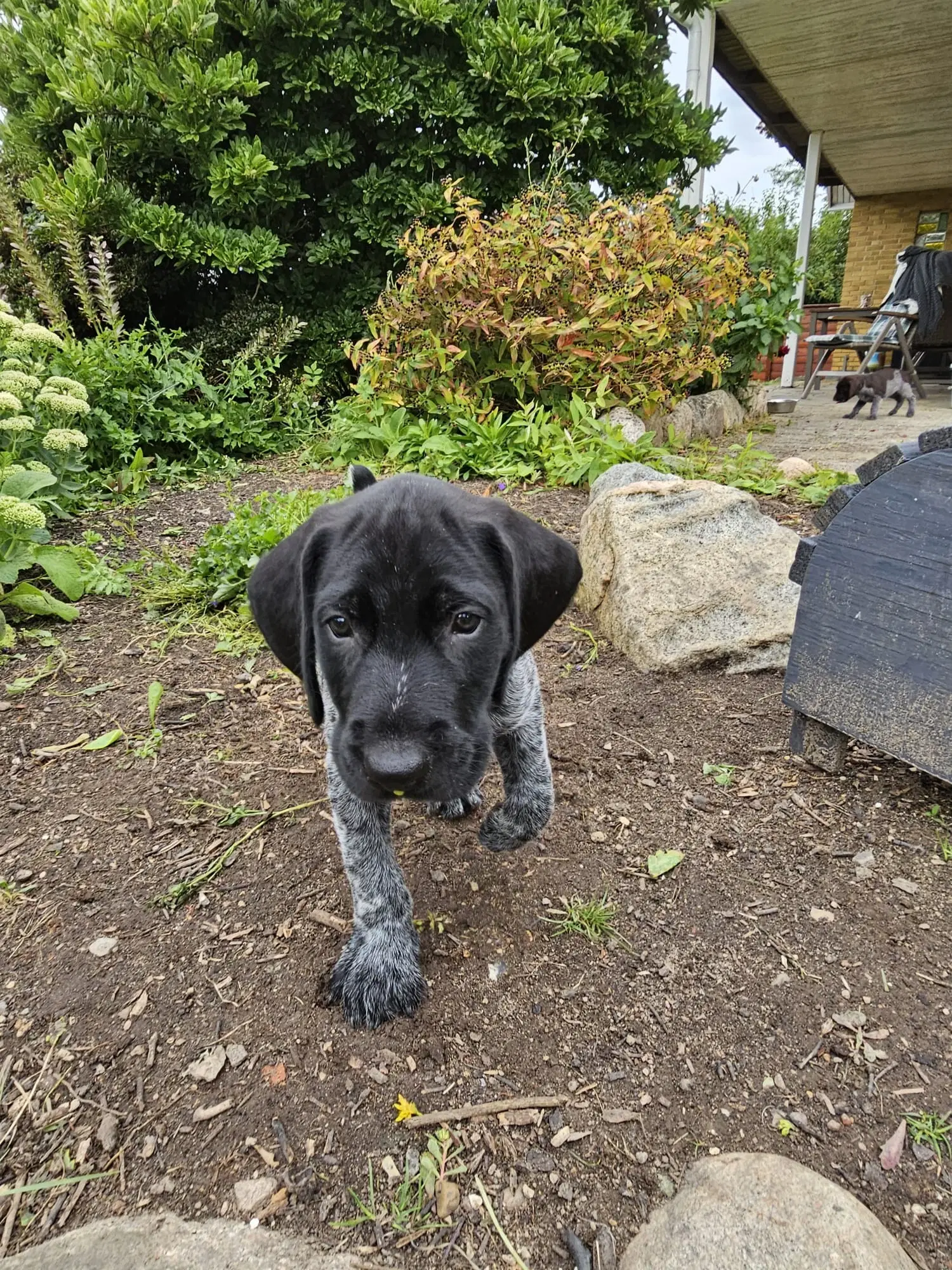 Tysk Hønsehund hvalpe