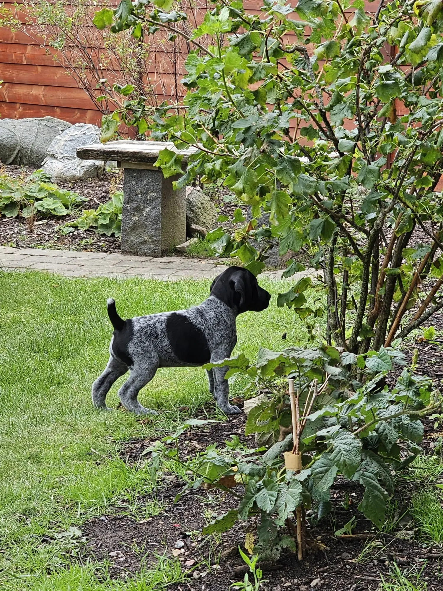 Tysk Hønsehund hvalpe