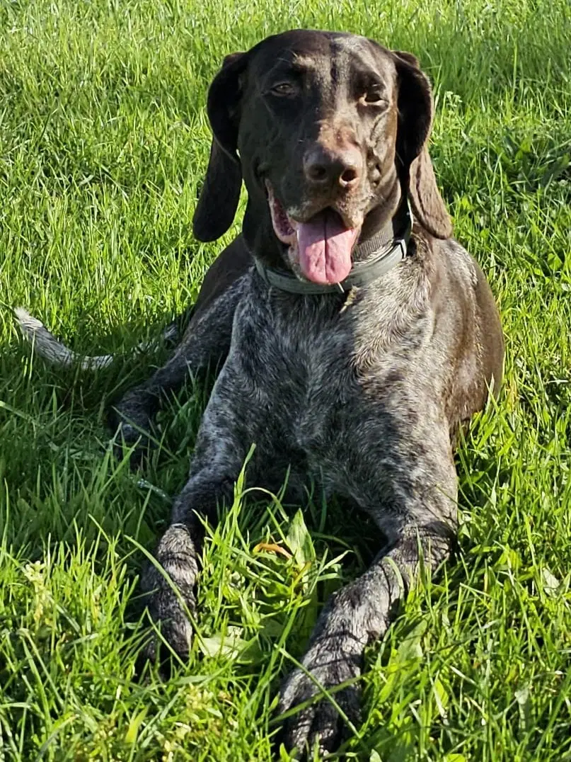 Tysk Hønsehund hvalpe