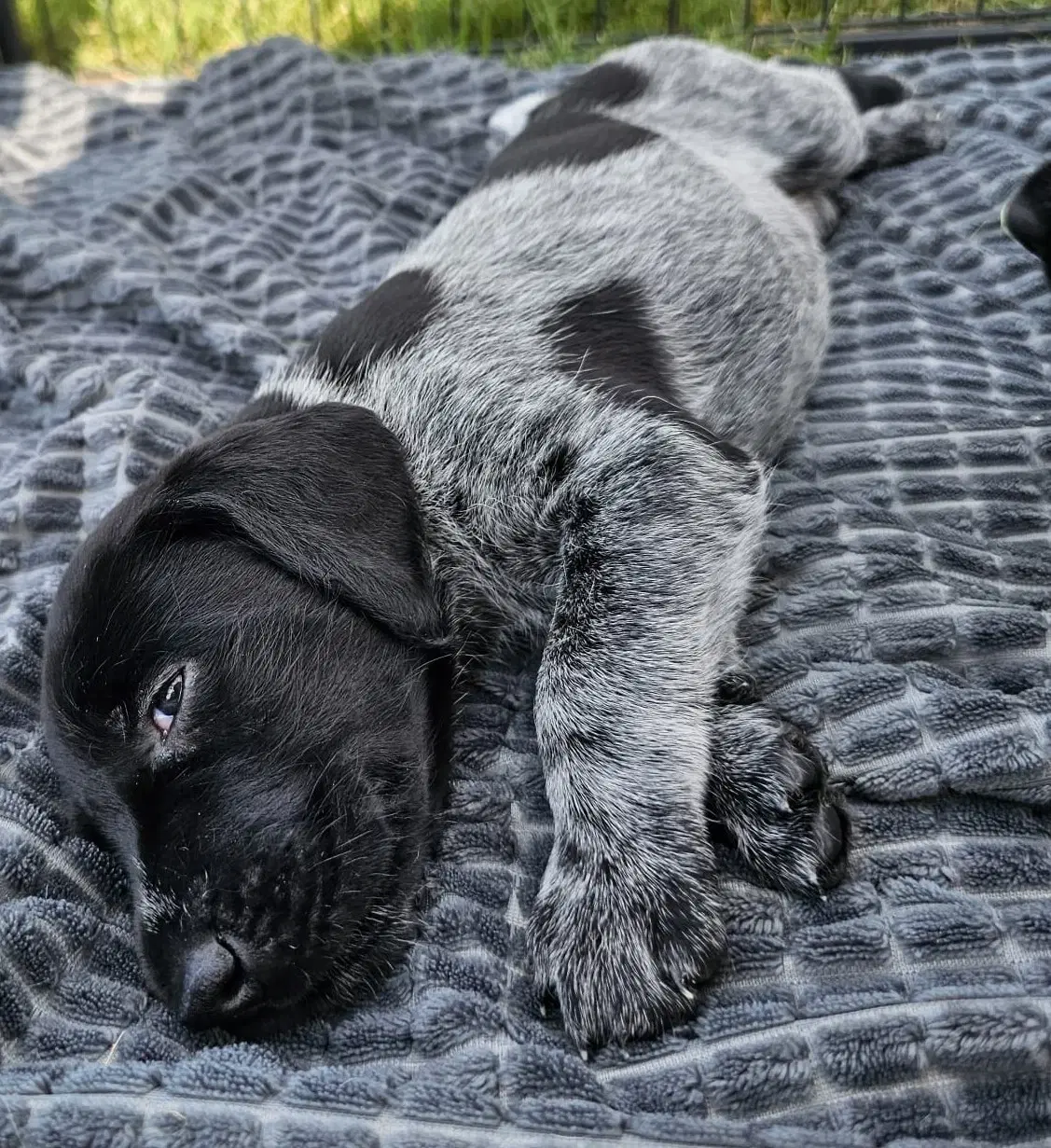 Tysk Hønsehund hvalpe