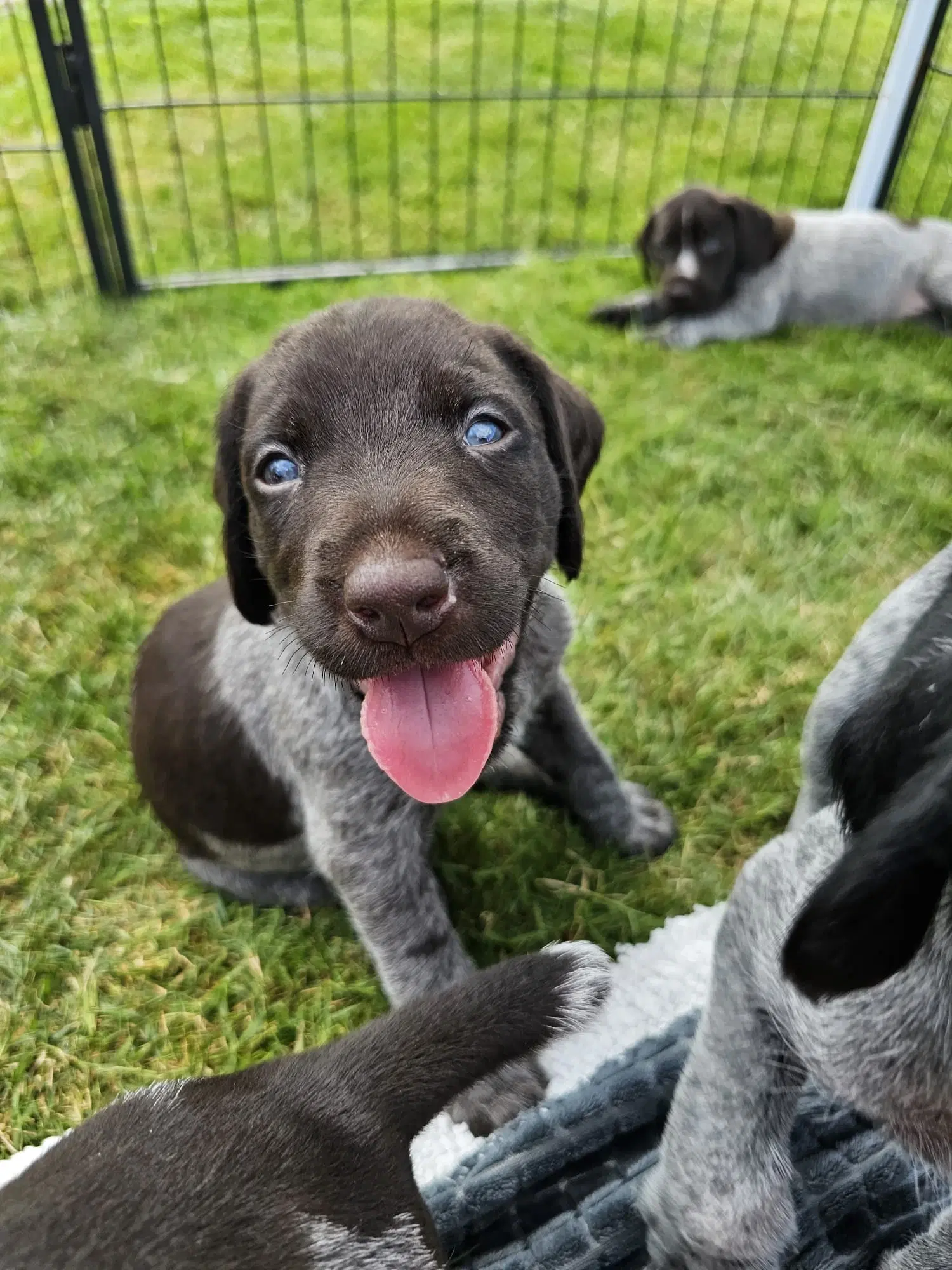 Tysk Hønsehund hvalpe