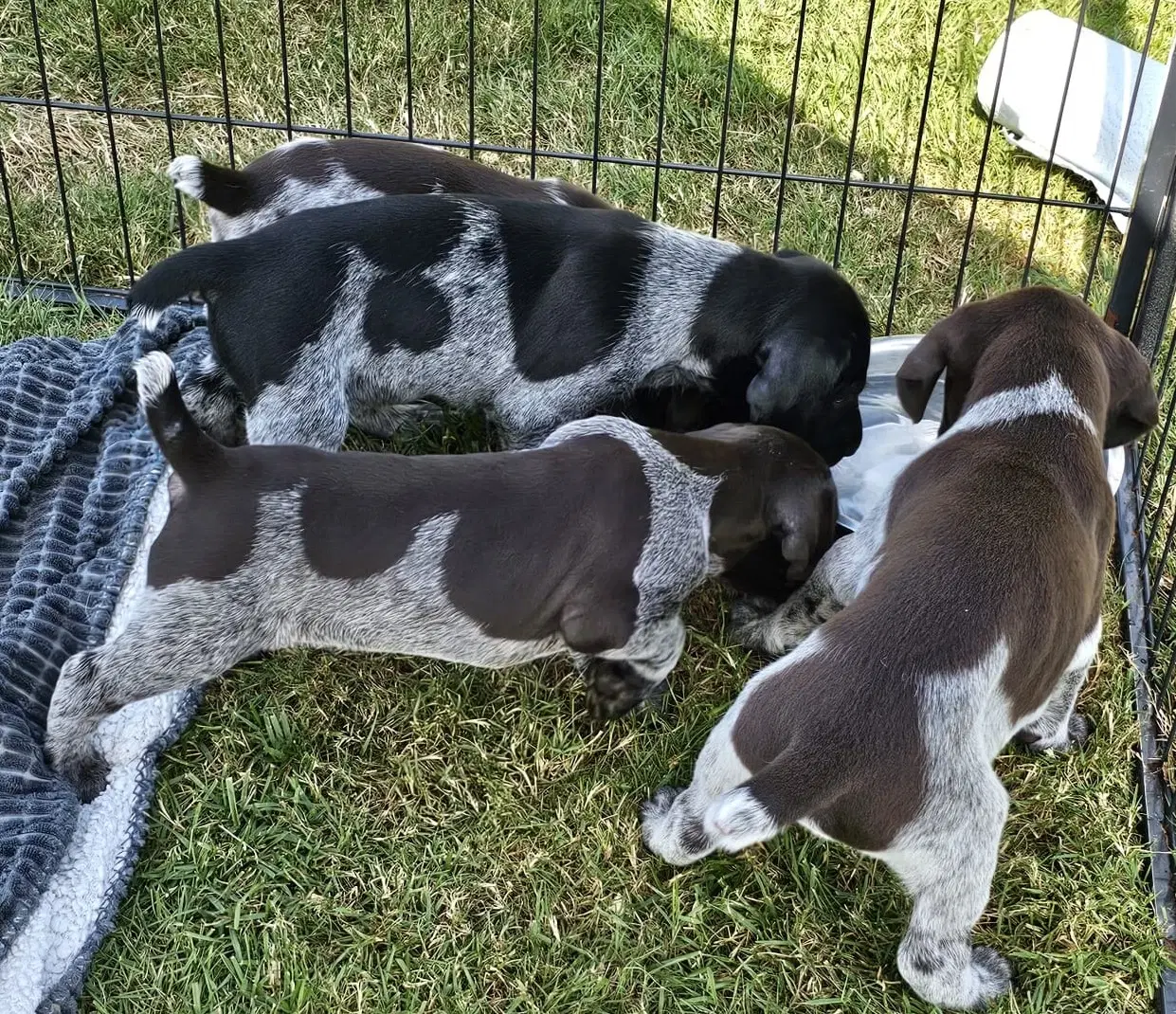 Tysk Hønsehund hvalpe