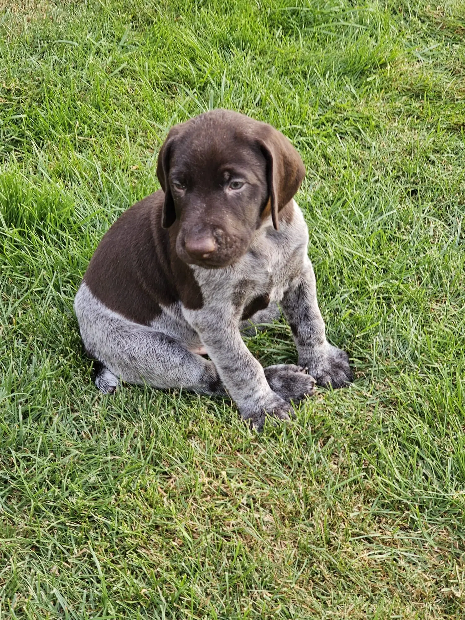 Tysk Hønsehund hvalpe