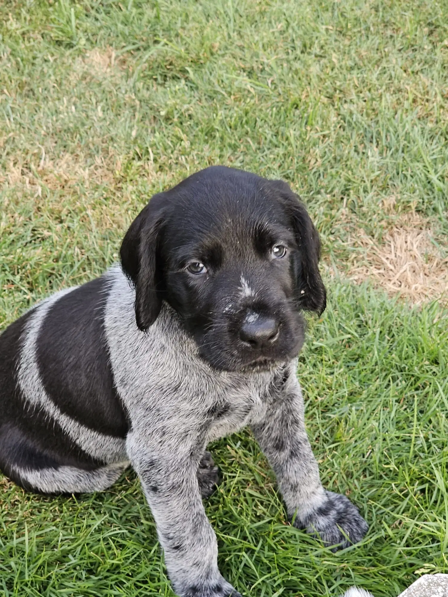 Tysk Hønsehund hvalpe