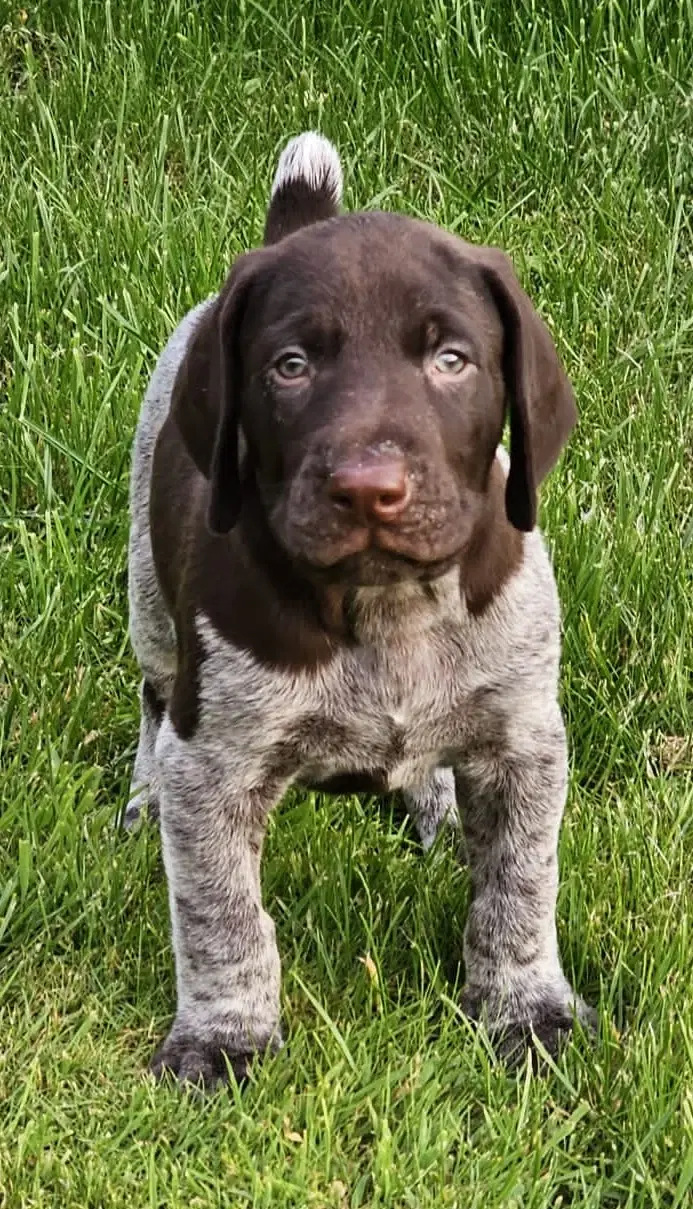 Tysk Hønsehund hvalpe