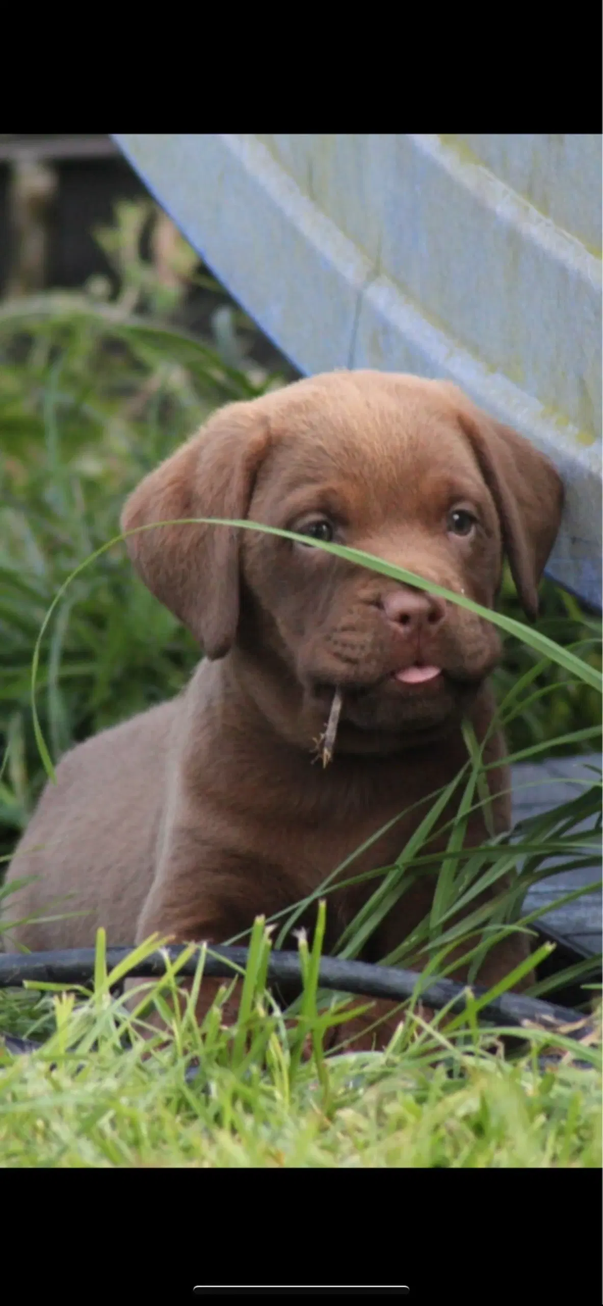 Labrador / dogue de Bordeaux