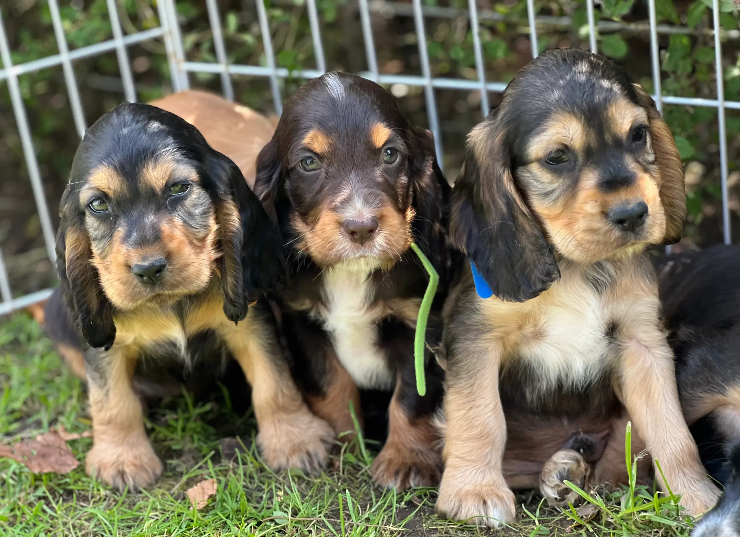 Cocker spaniel