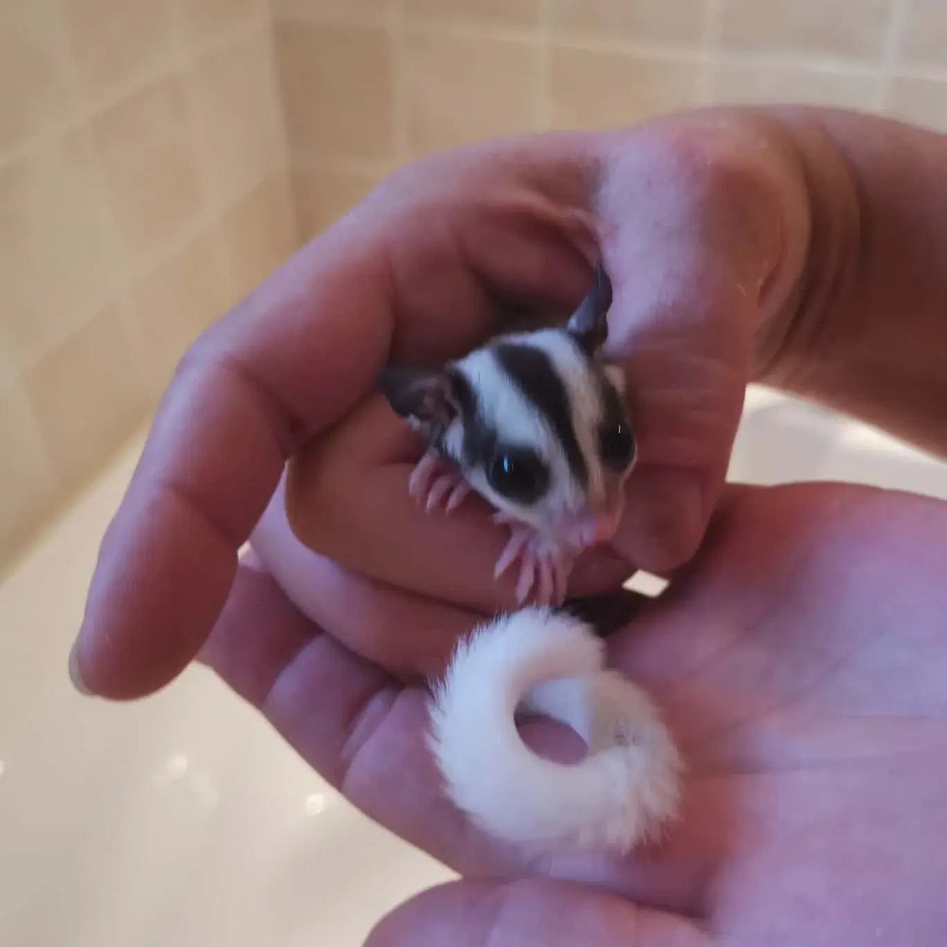 Sugarglider