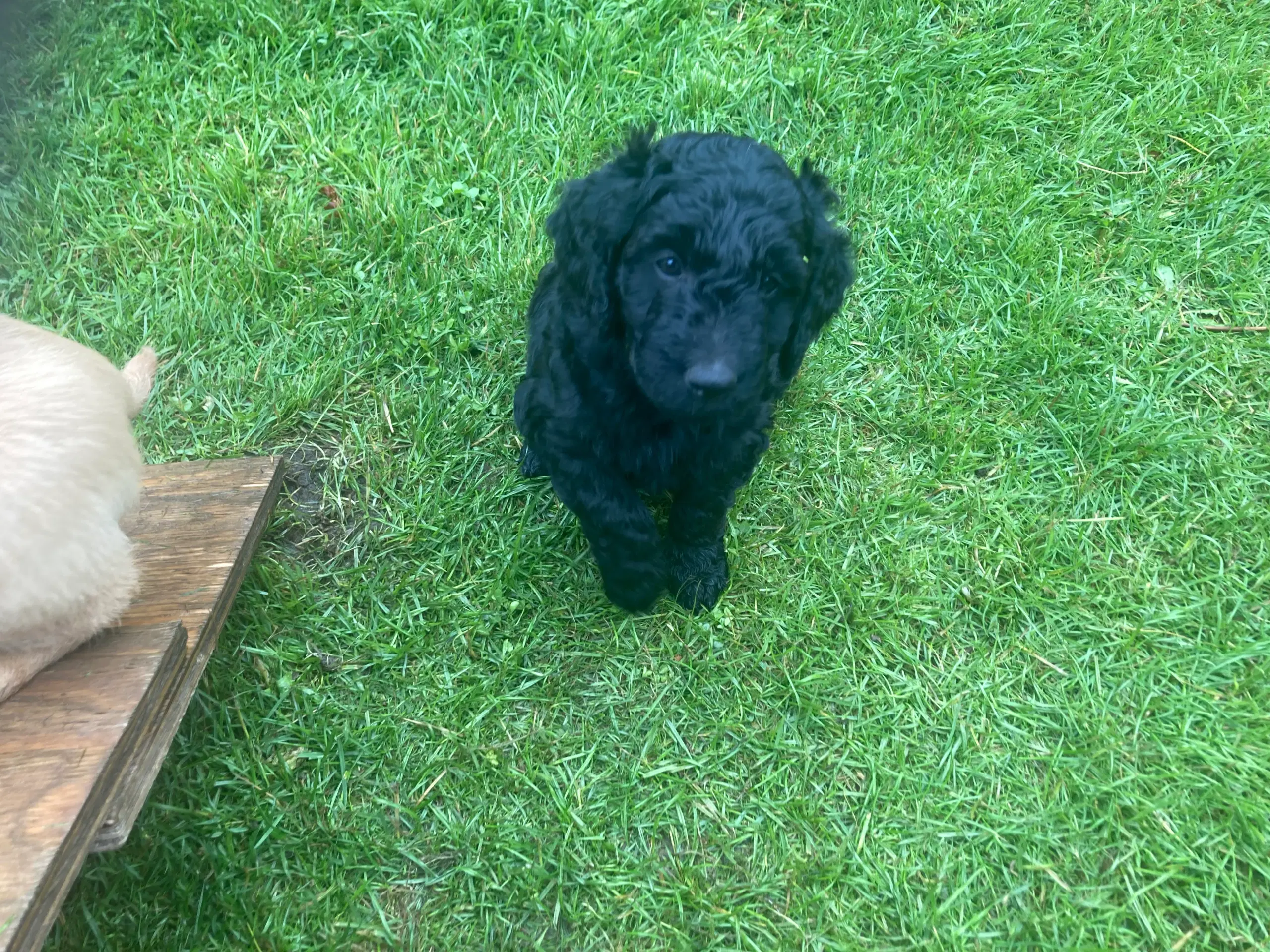 Goldendoodle hvalpe