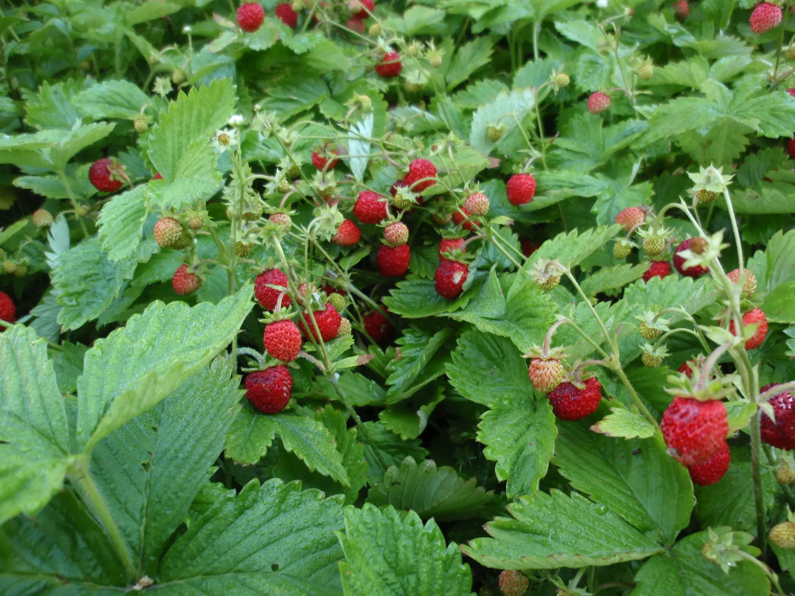 Skovjordbærplanter