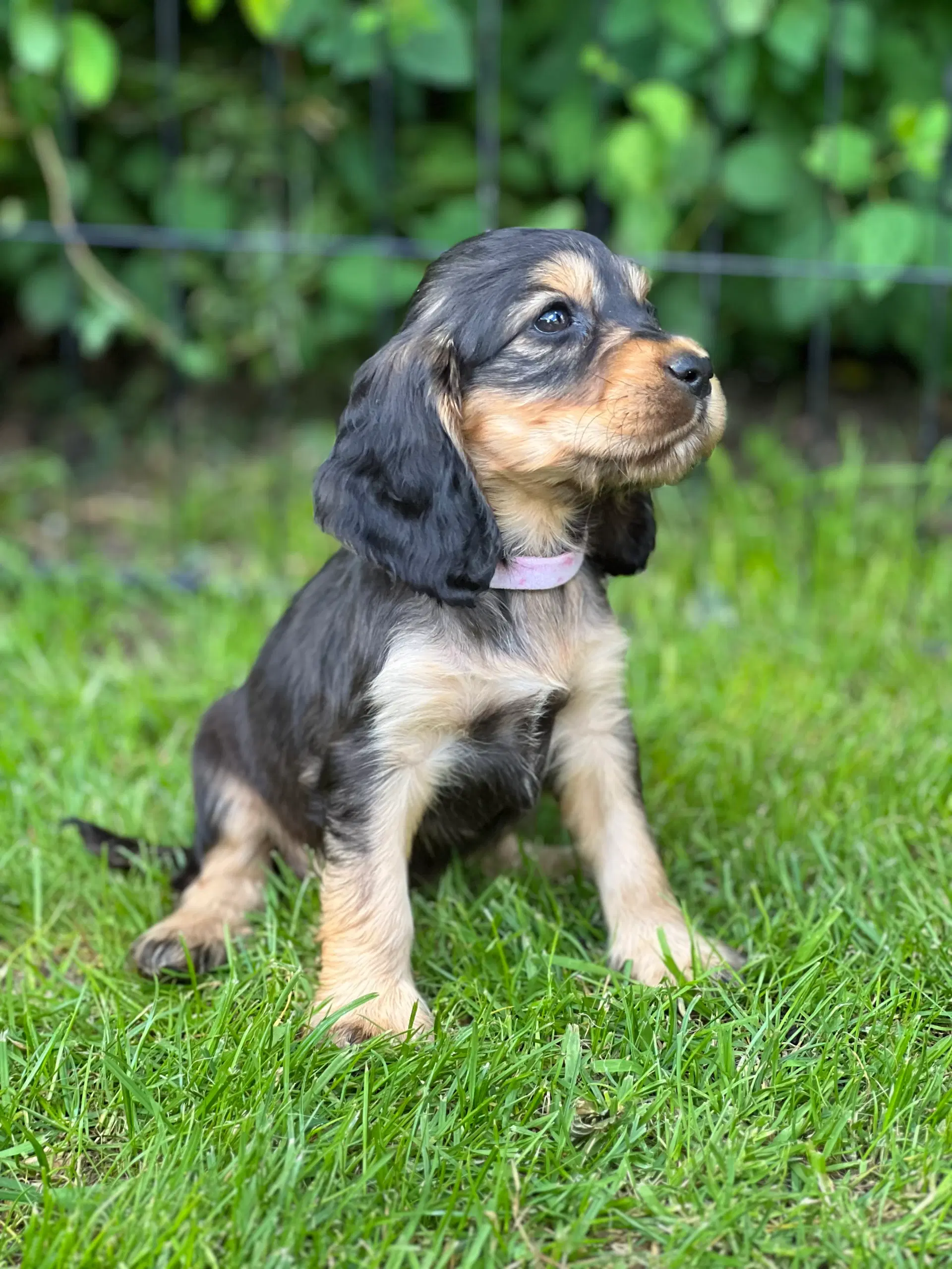 Cocker spaniel