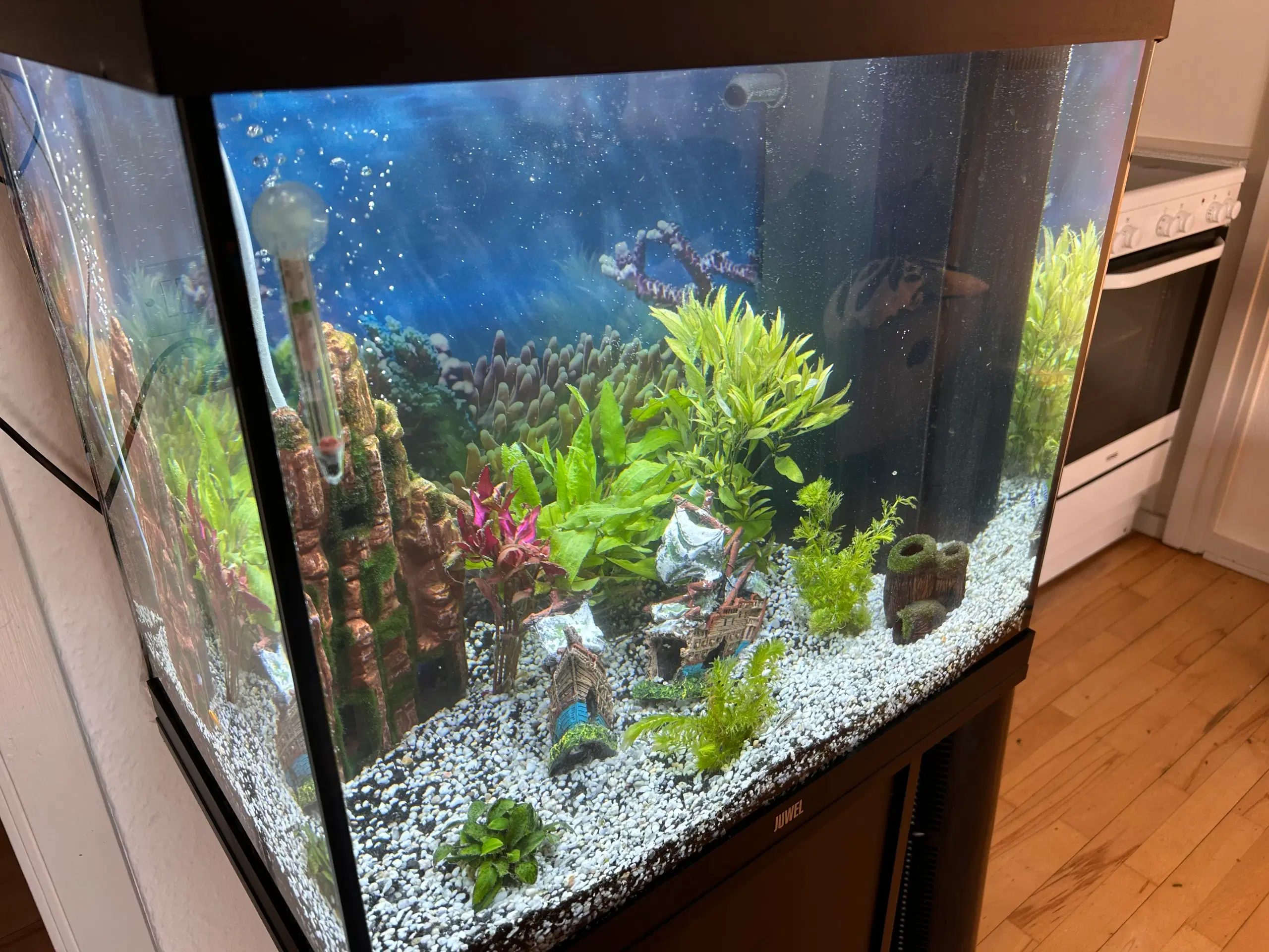 Akvarium med fisk og alt tilbehør