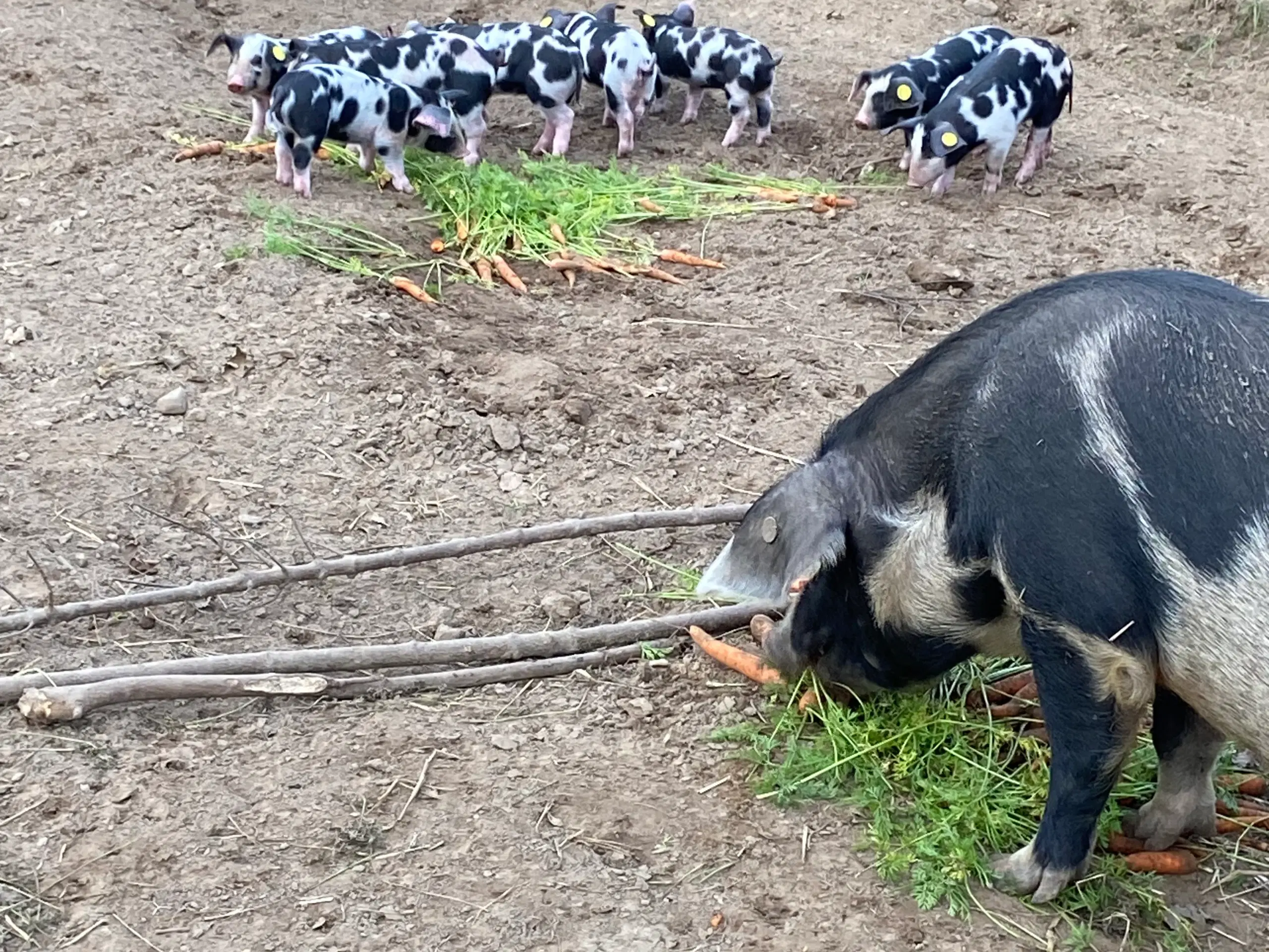 Gris, sortbroget gammel dansk landrace