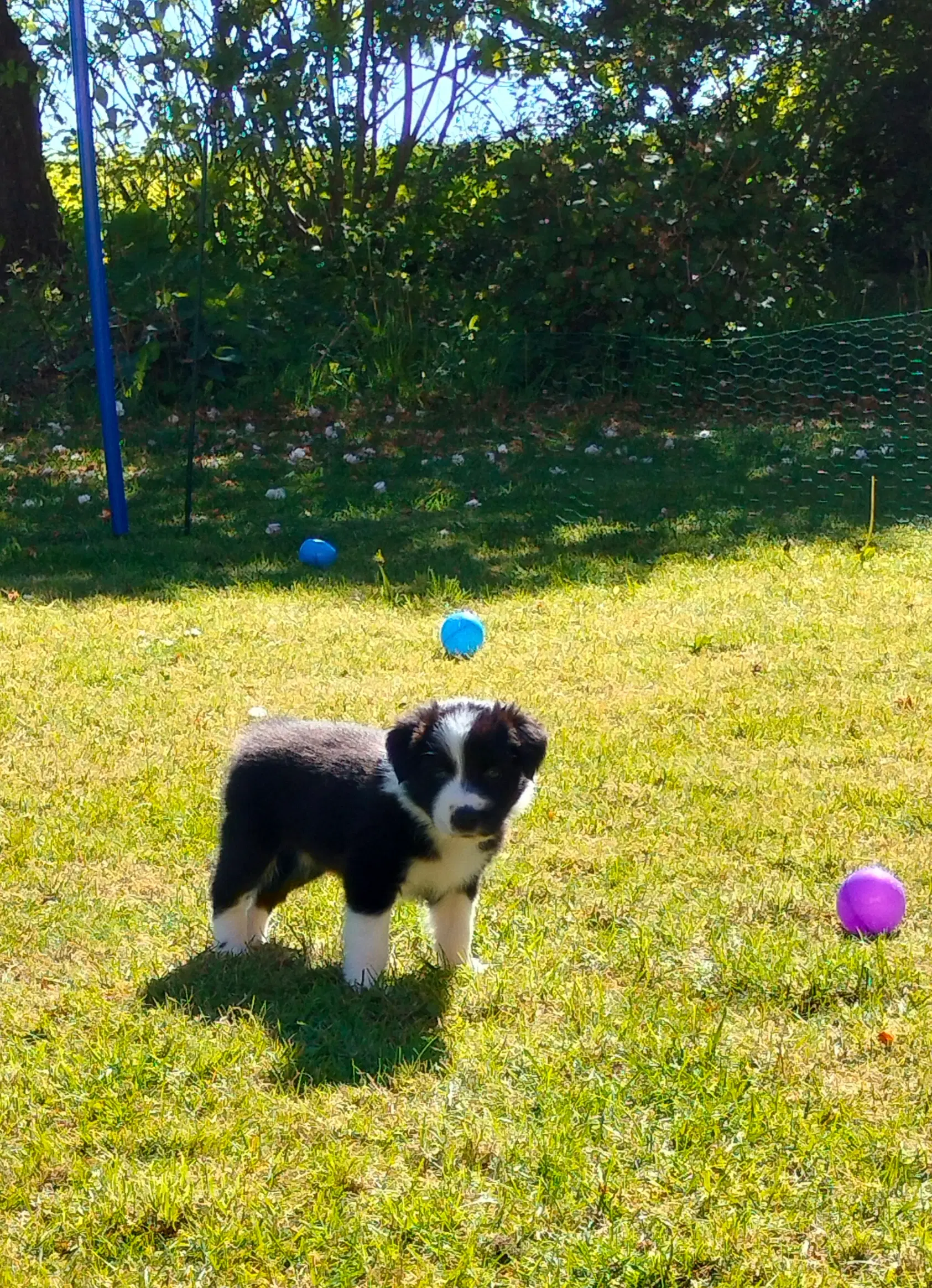 Border Collie/Australian Shepherd