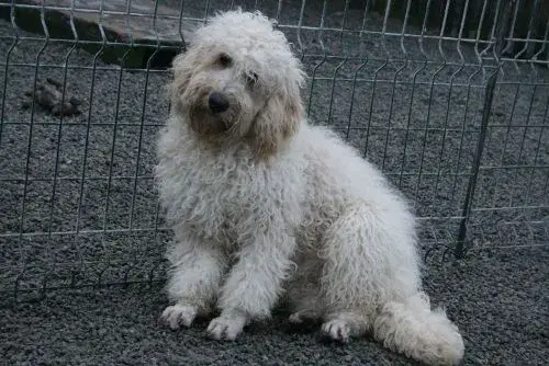 Goldendoodle og andre doodler