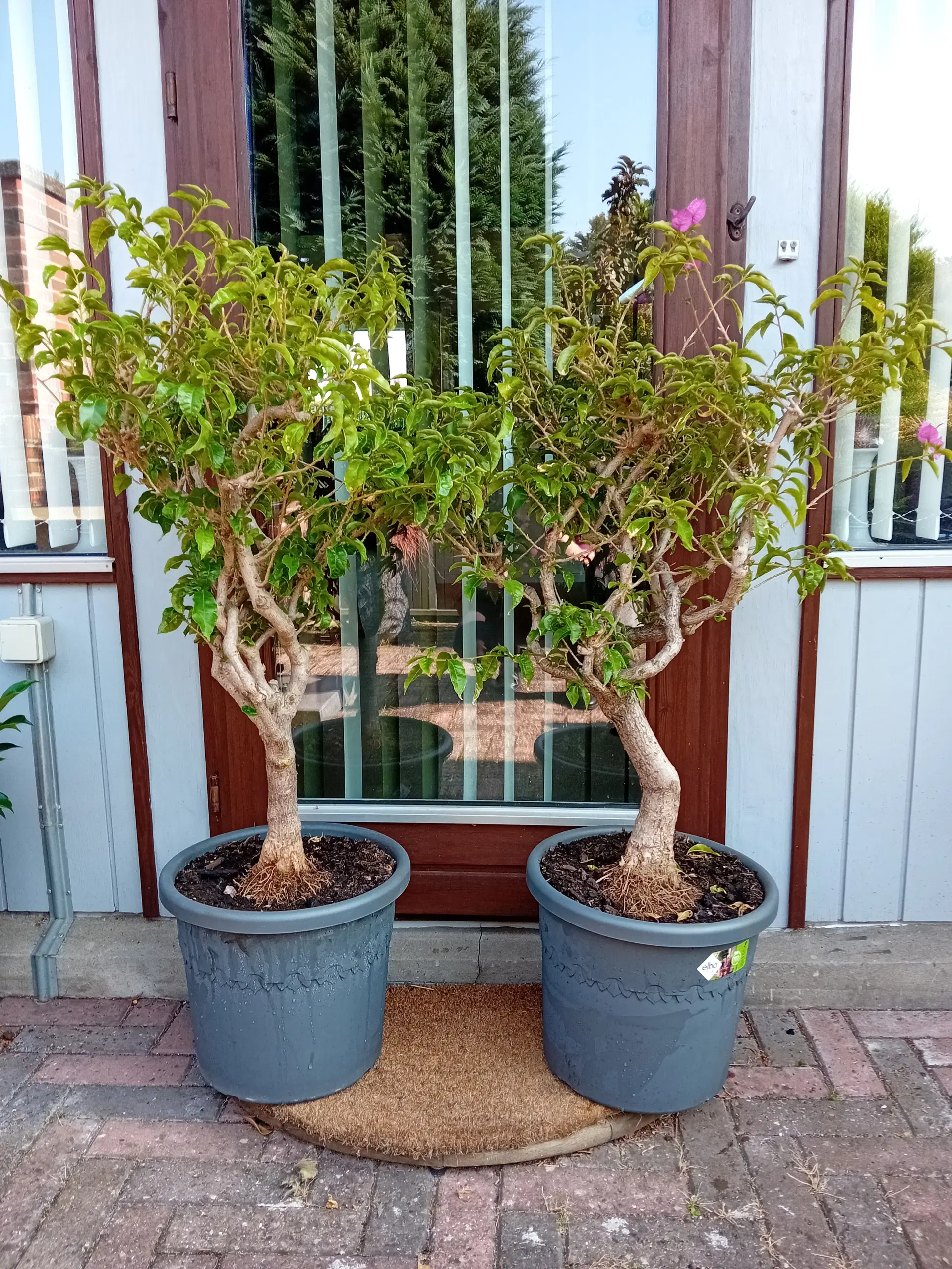 2 stk Bougainvillea