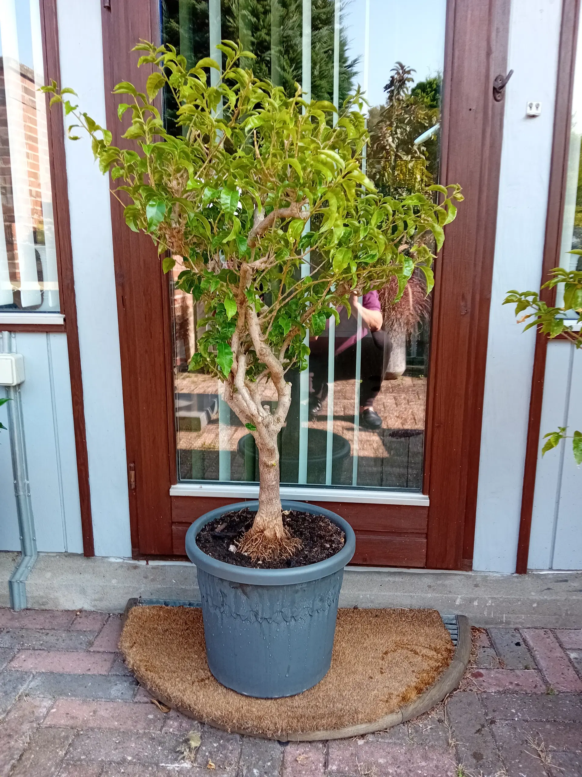 2 stk Bougainvillea