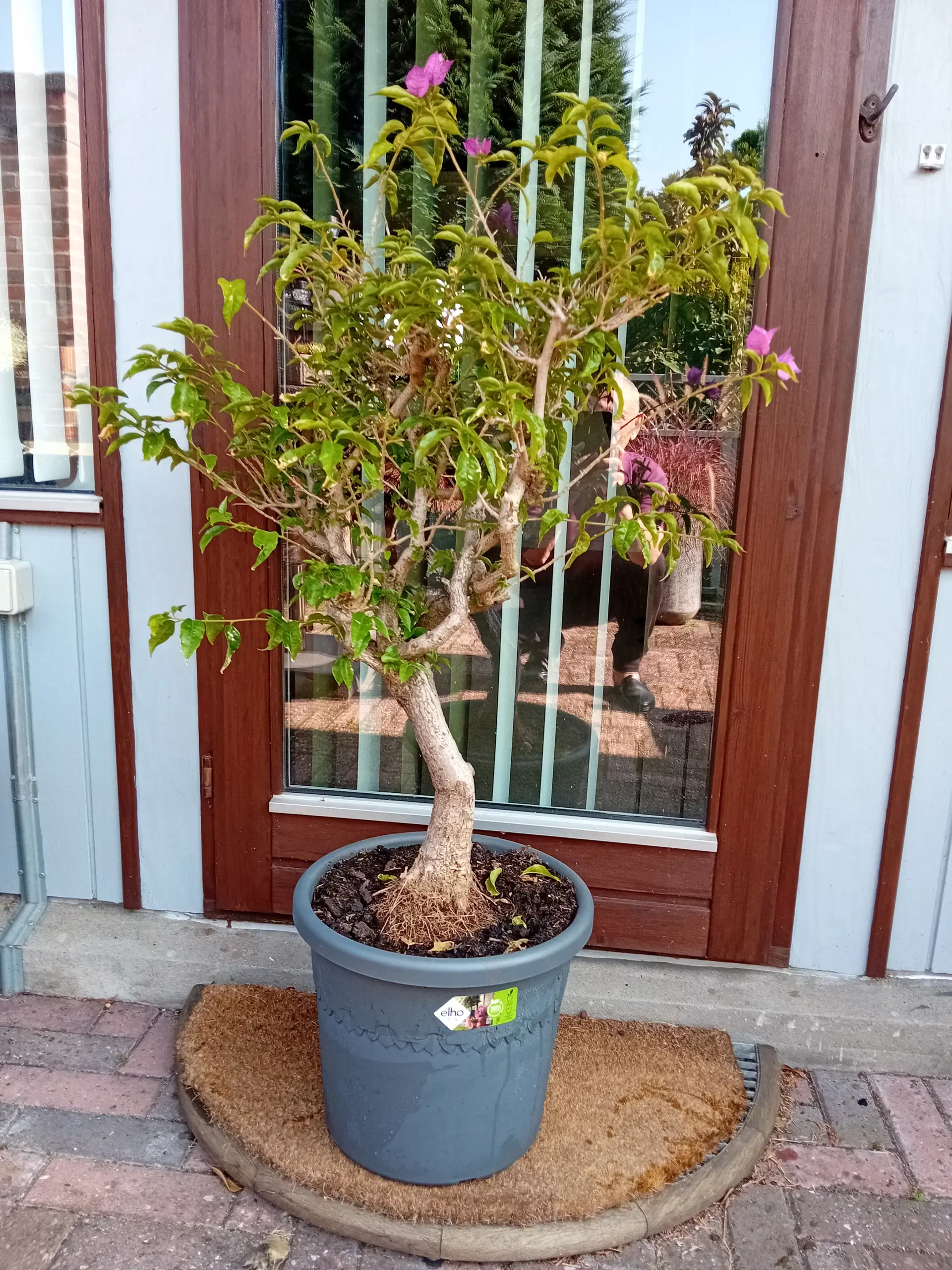 2 stk Bougainvillea