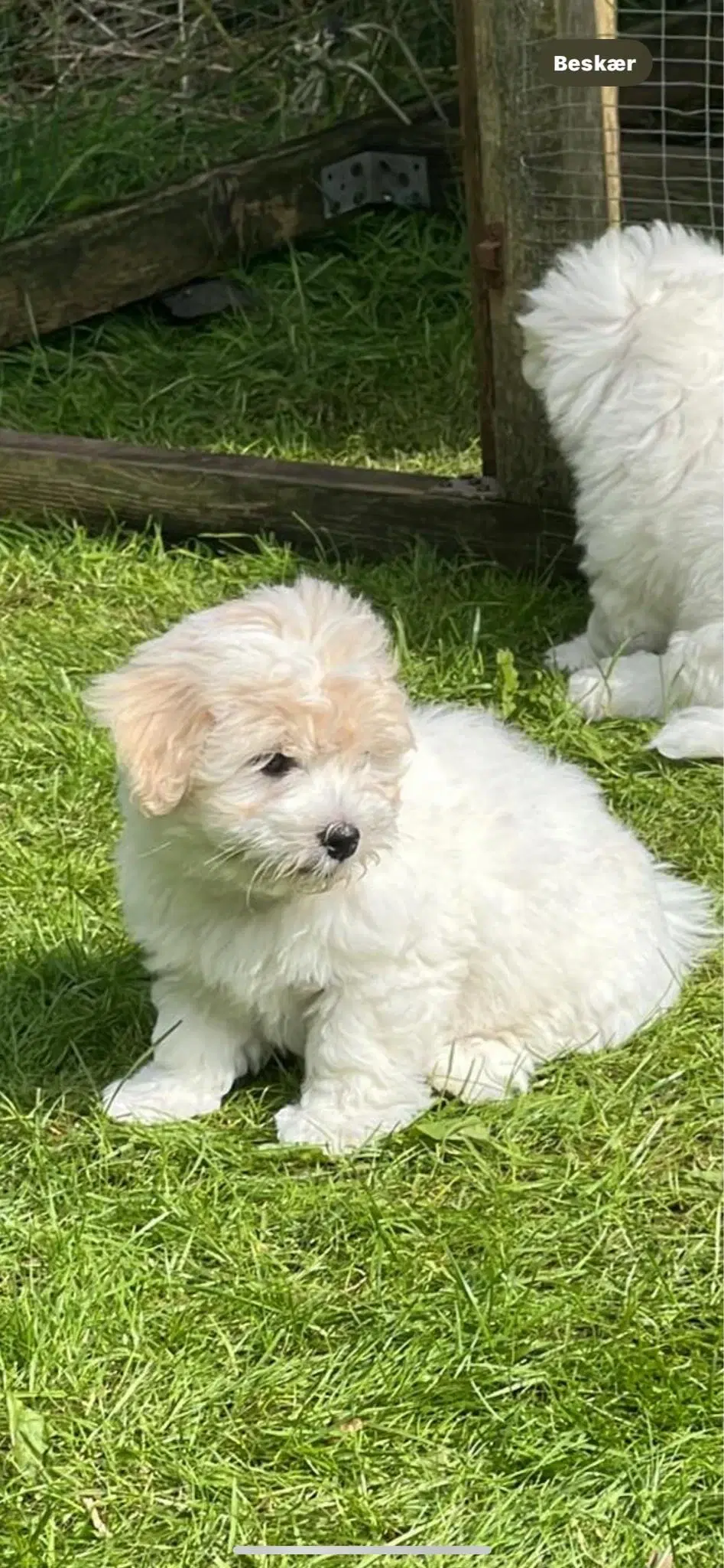 Coton de Tulear