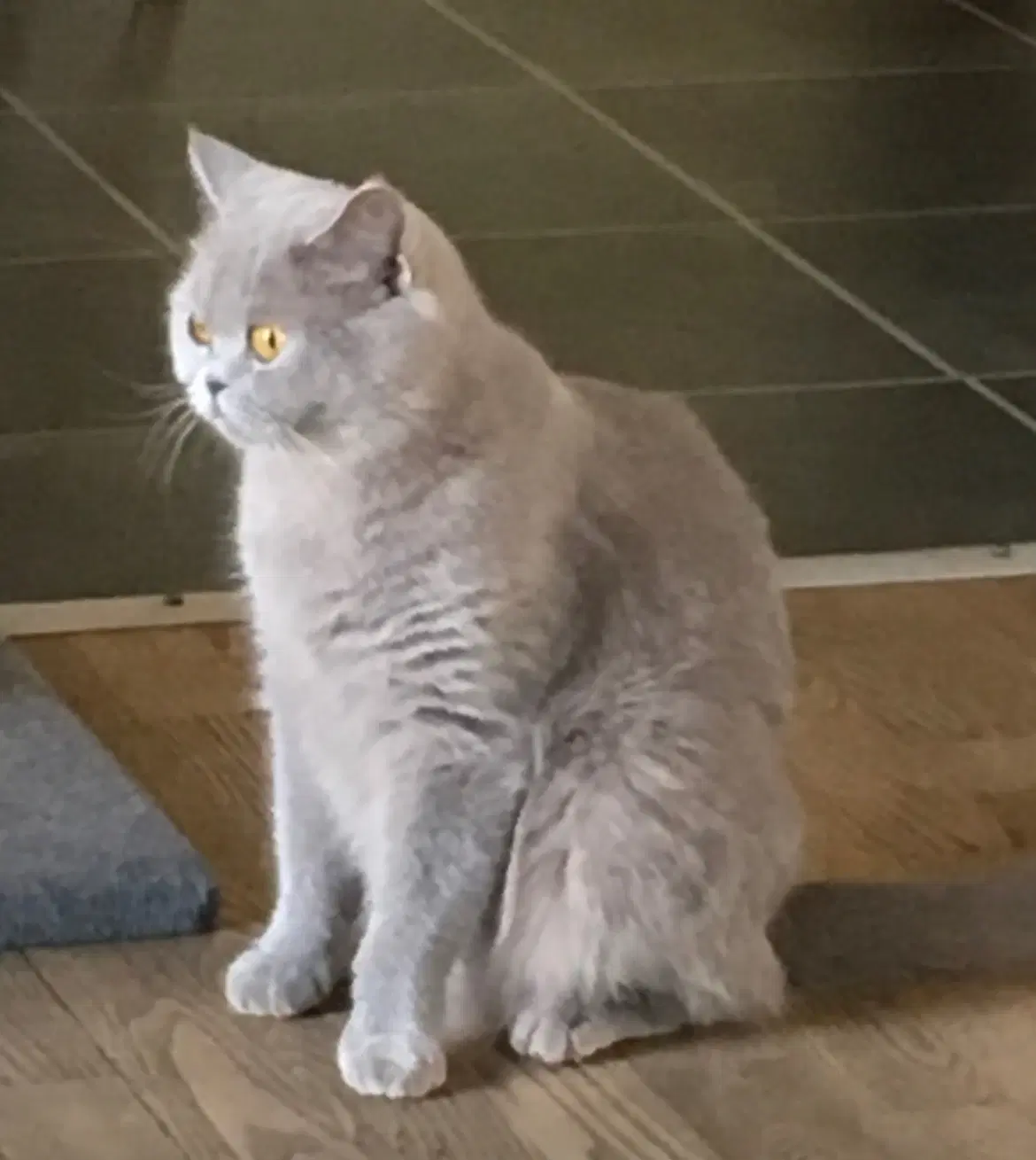 British shorthair blanding