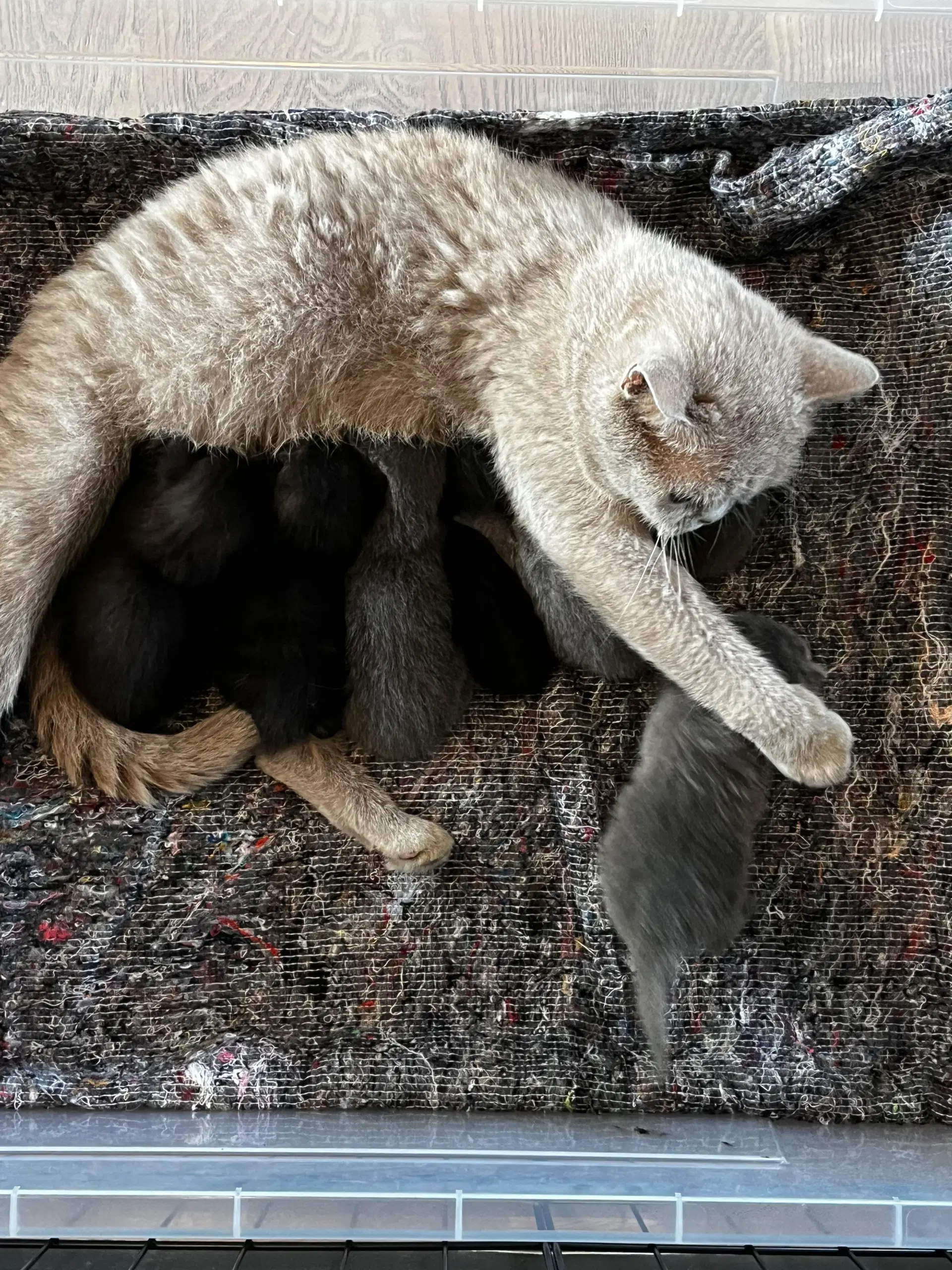 British shorthair blanding