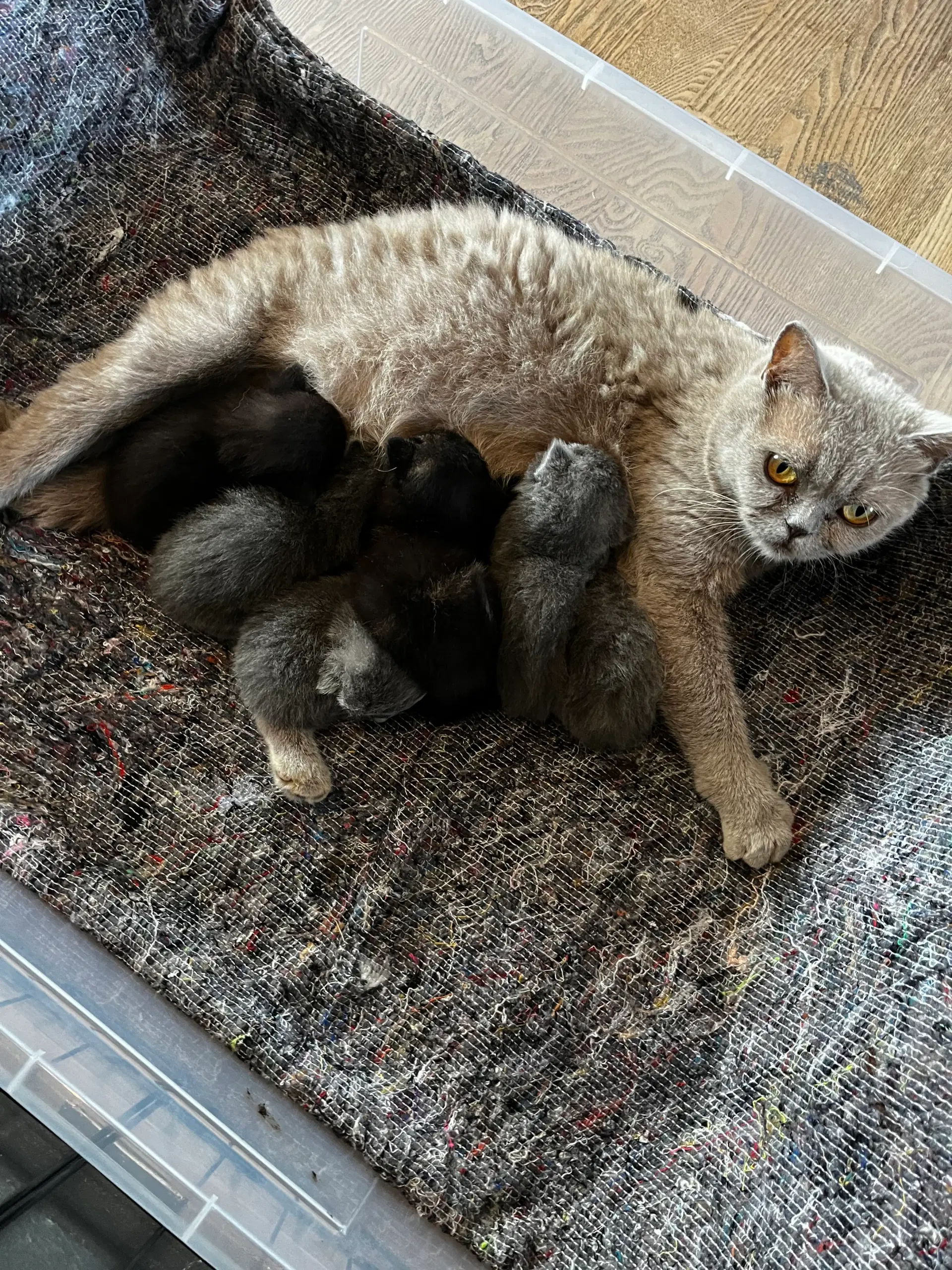 British shorthair blanding