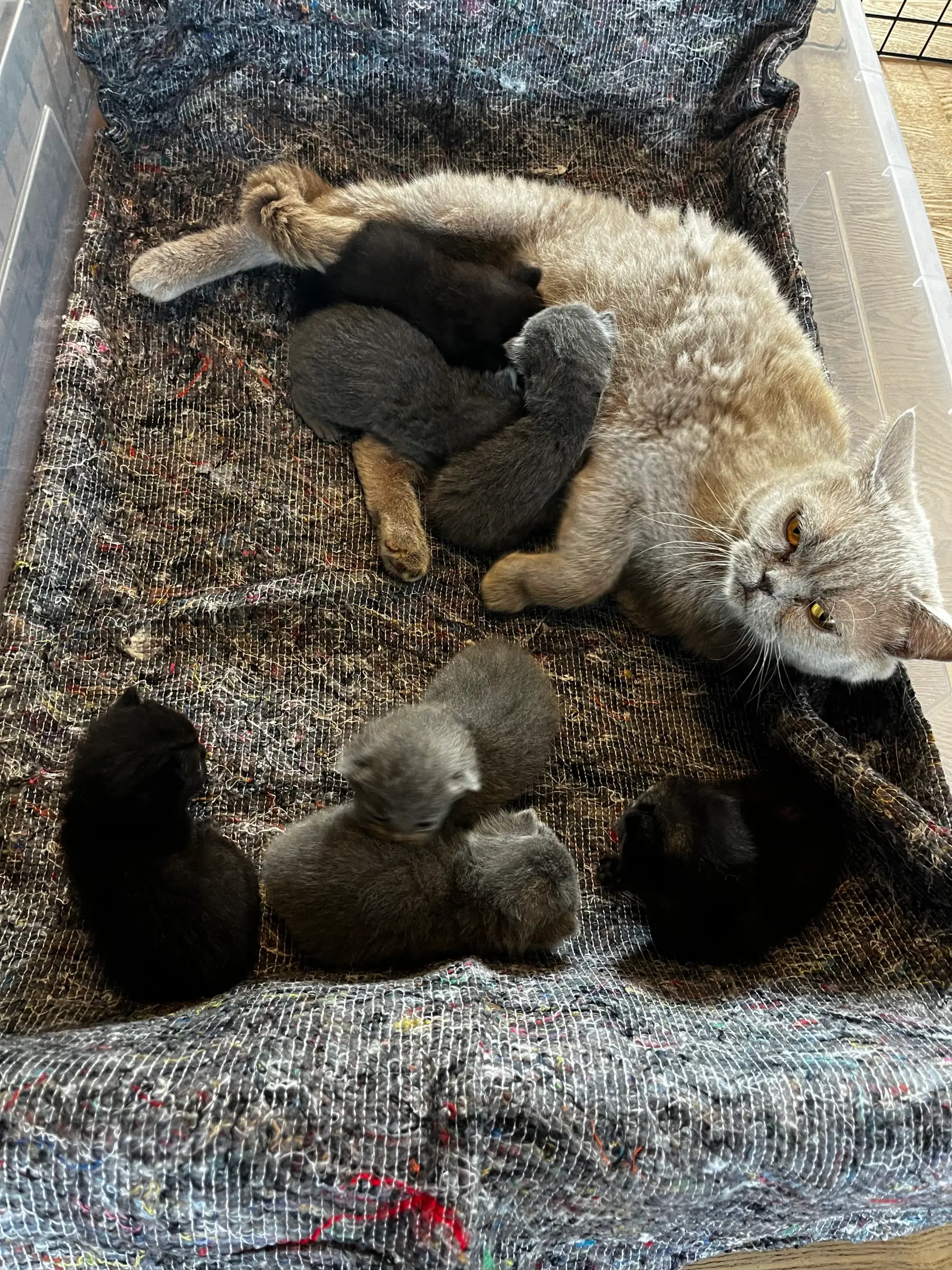 British shorthair blanding