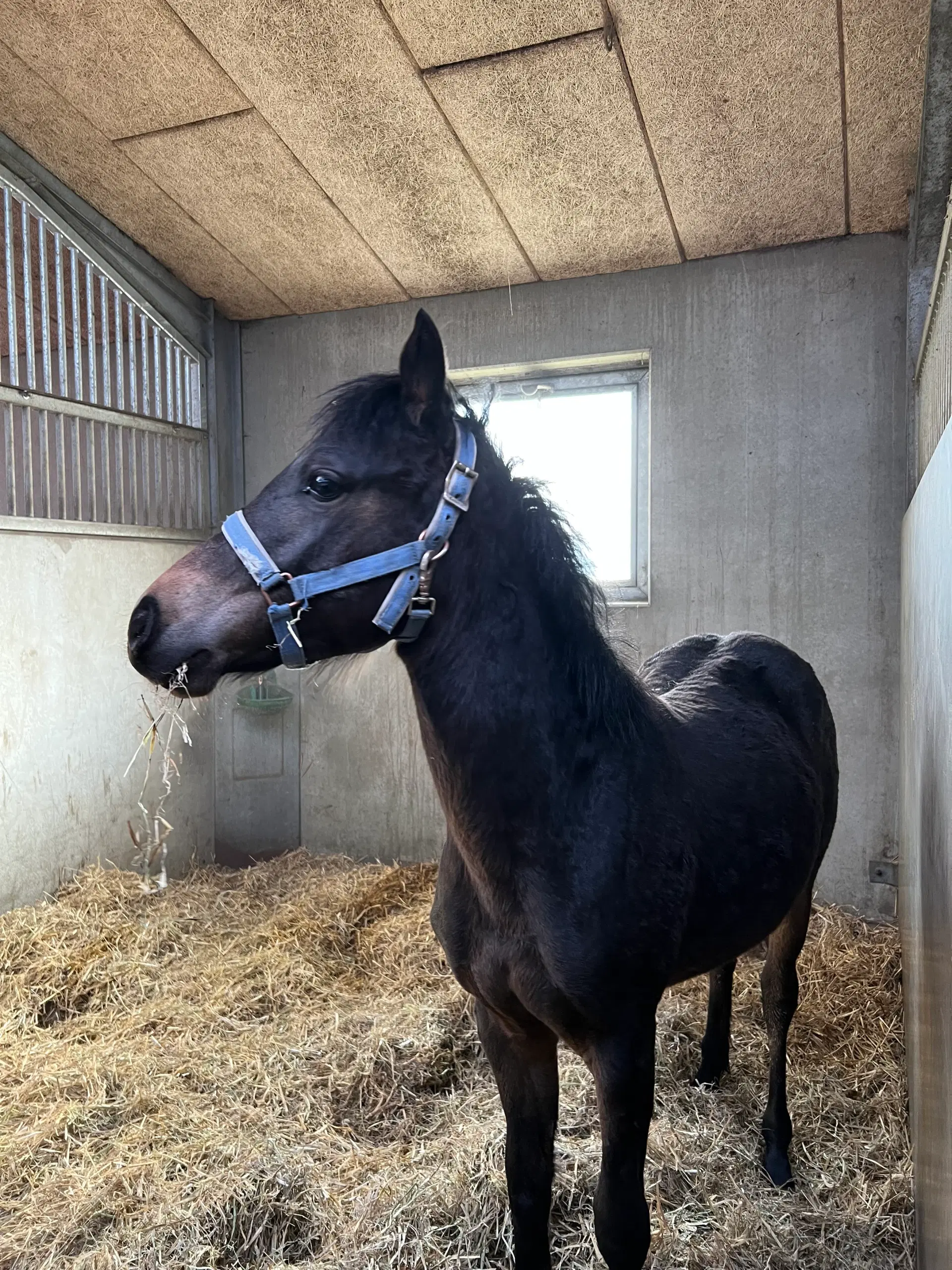 Welsh pony 1 år